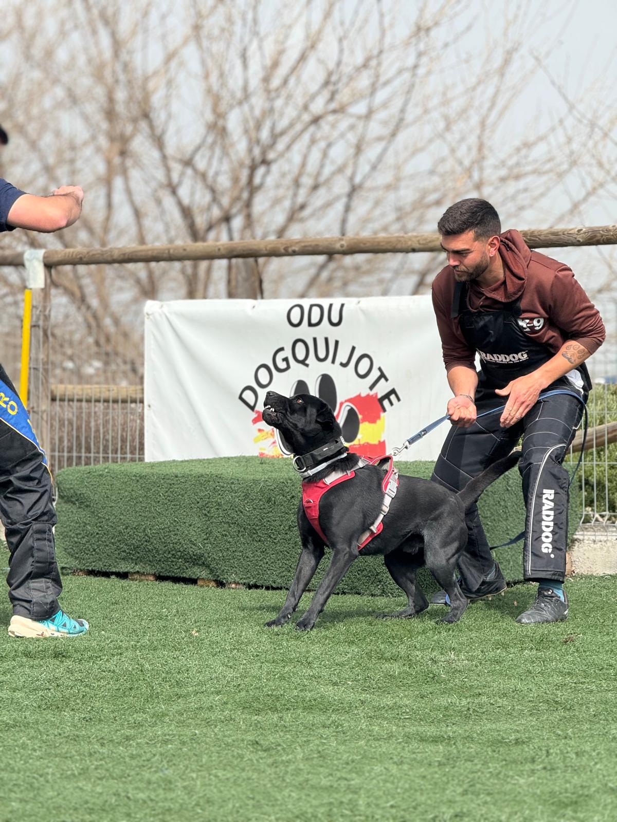 Joaosilva.dogtrainer - Caldas da Rainha - Pet Sitting e Pet Walking