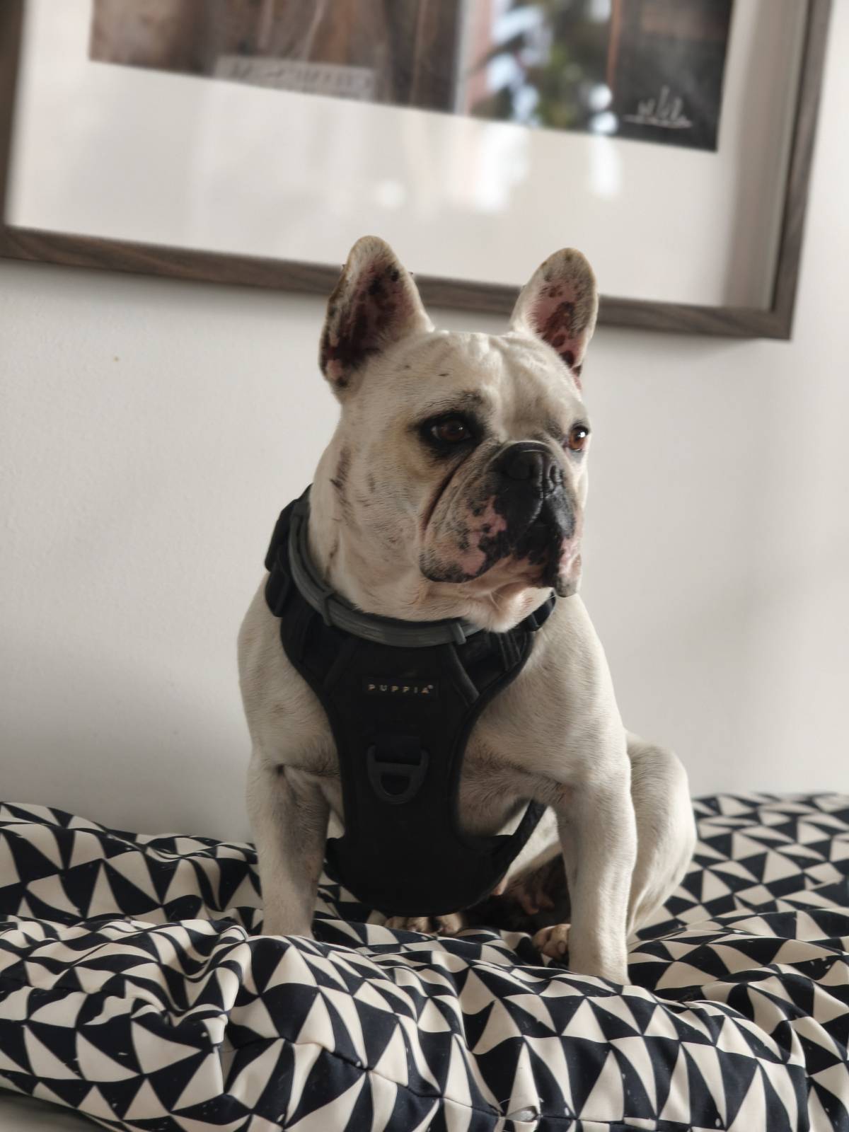 Joaosilva.dogtrainer - Caldas da Rainha - Dog Sitting