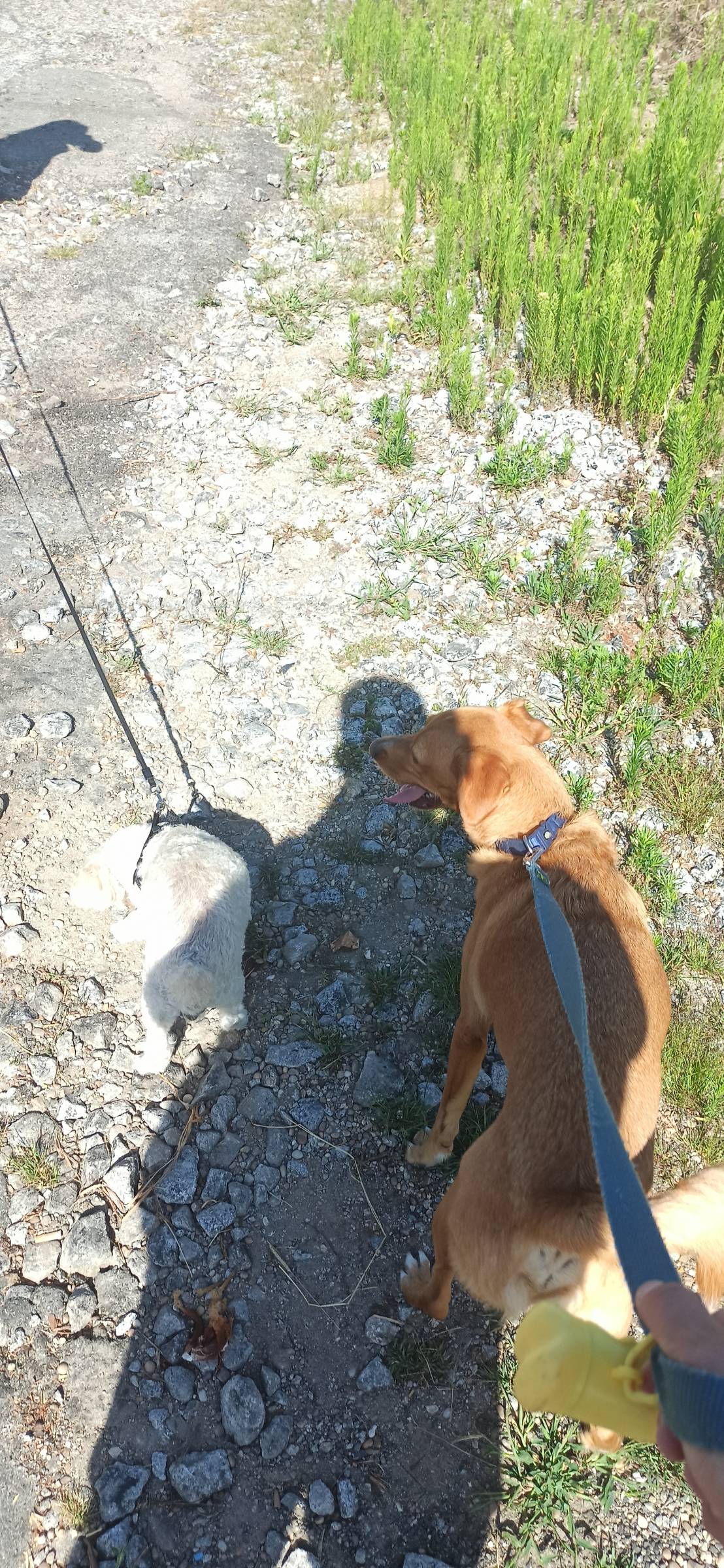 Passeios felizes - Maia - Cuidar tus perros