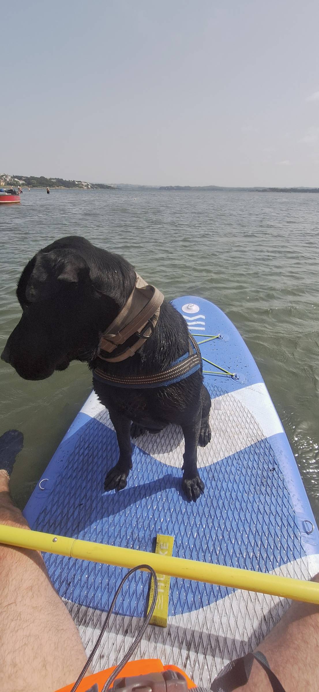 Joaosilva.dogtrainer - Caldas da Rainha - Treino de Animais