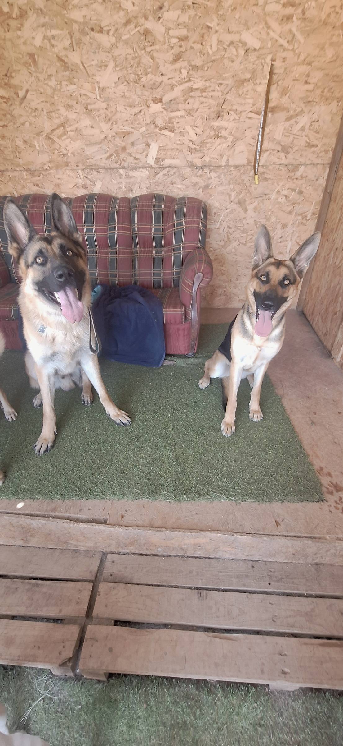 Joaosilva.dogtrainer - Caldas da Rainha - Cat Sitting