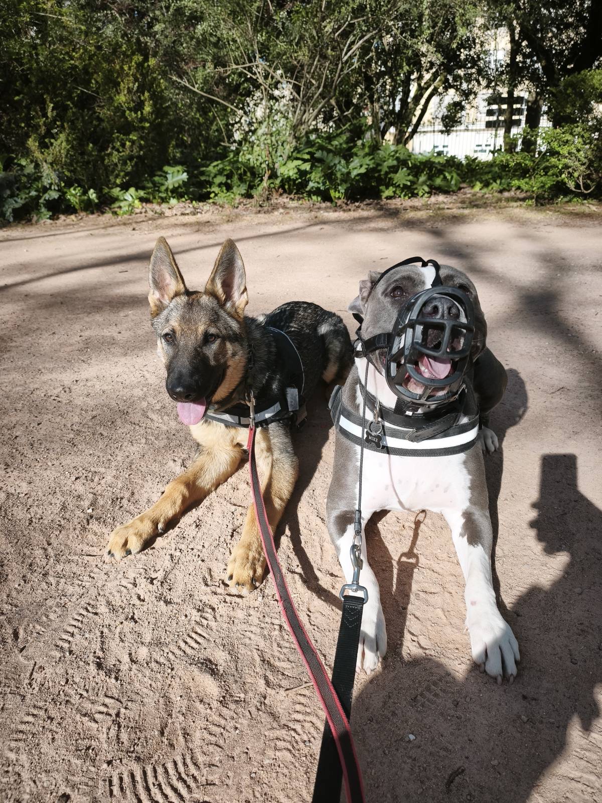 Joaosilva.dogtrainer - Caldas da Rainha - Pet Sitting e Pet Walking