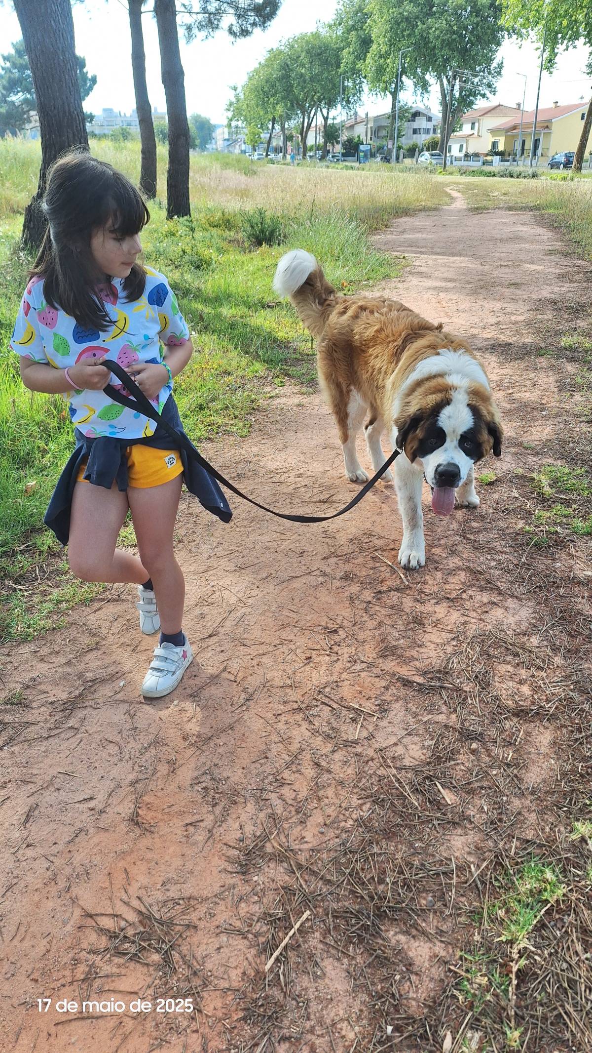 Joaosilva.dogtrainer - Caldas da Rainha - Treino de Cães