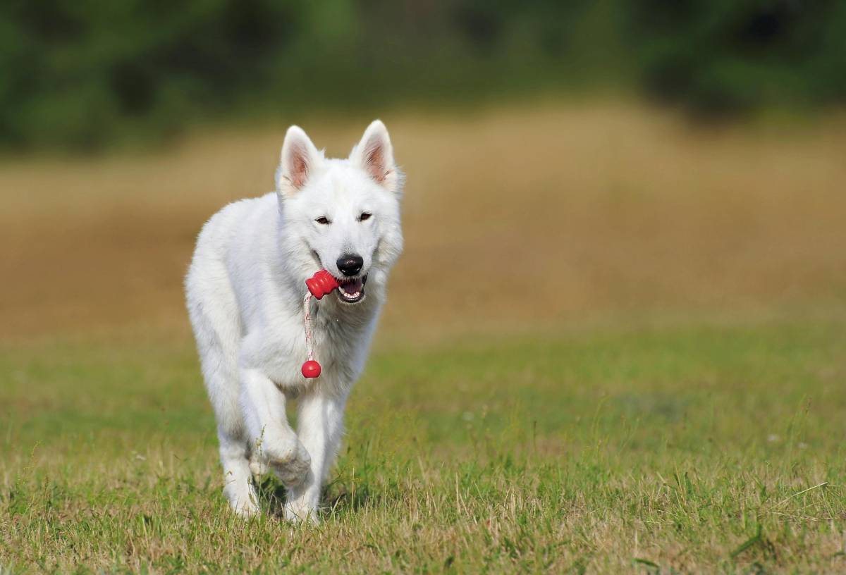 Dog Walkers.pt (Joyce Citty) - Braga - Pet Sitting e Pet Walking