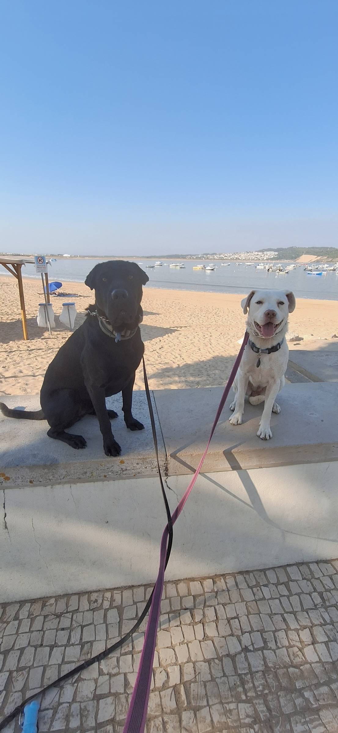 Joaosilva.dogtrainer - Caldas da Rainha - Pet Sitting
