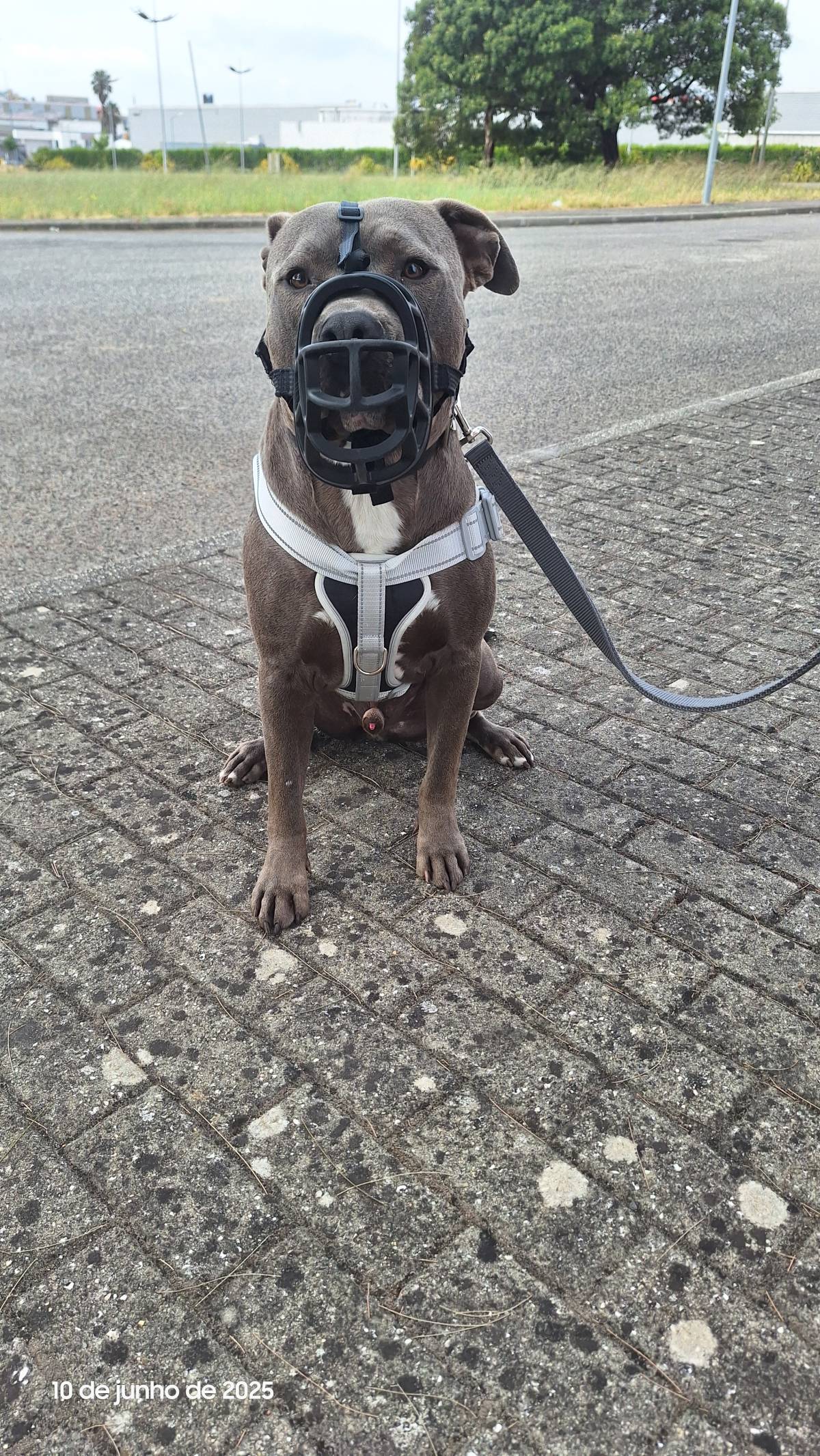 Joaosilva.dogtrainer - Caldas da Rainha - Treino de Cães