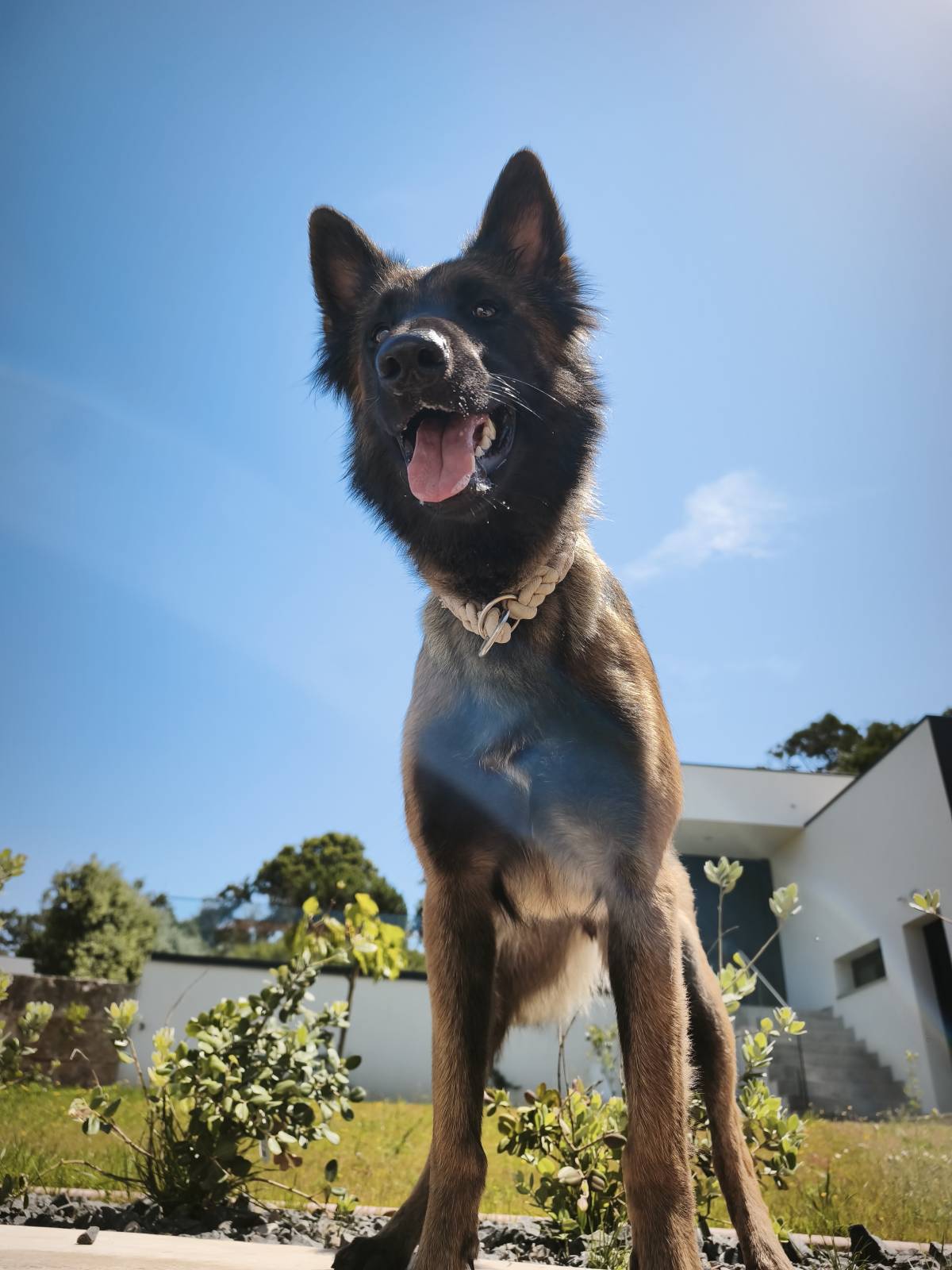 Joaosilva.dogtrainer - Caldas da Rainha - Modificação de Comportamento Animal