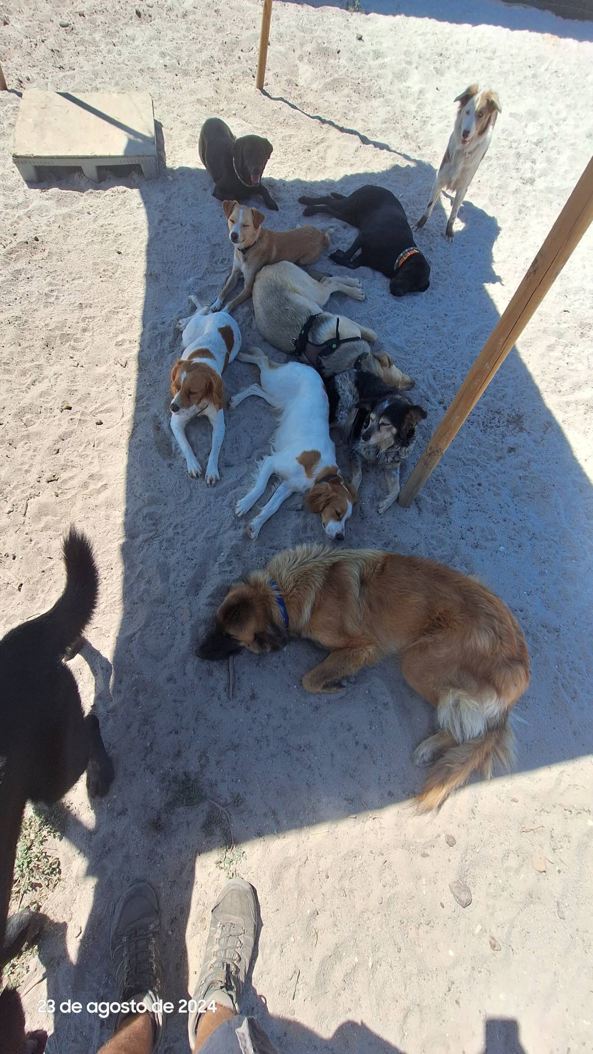 Joaosilva.dogtrainer - Caldas da Rainha - Pet Boarding and Daycare