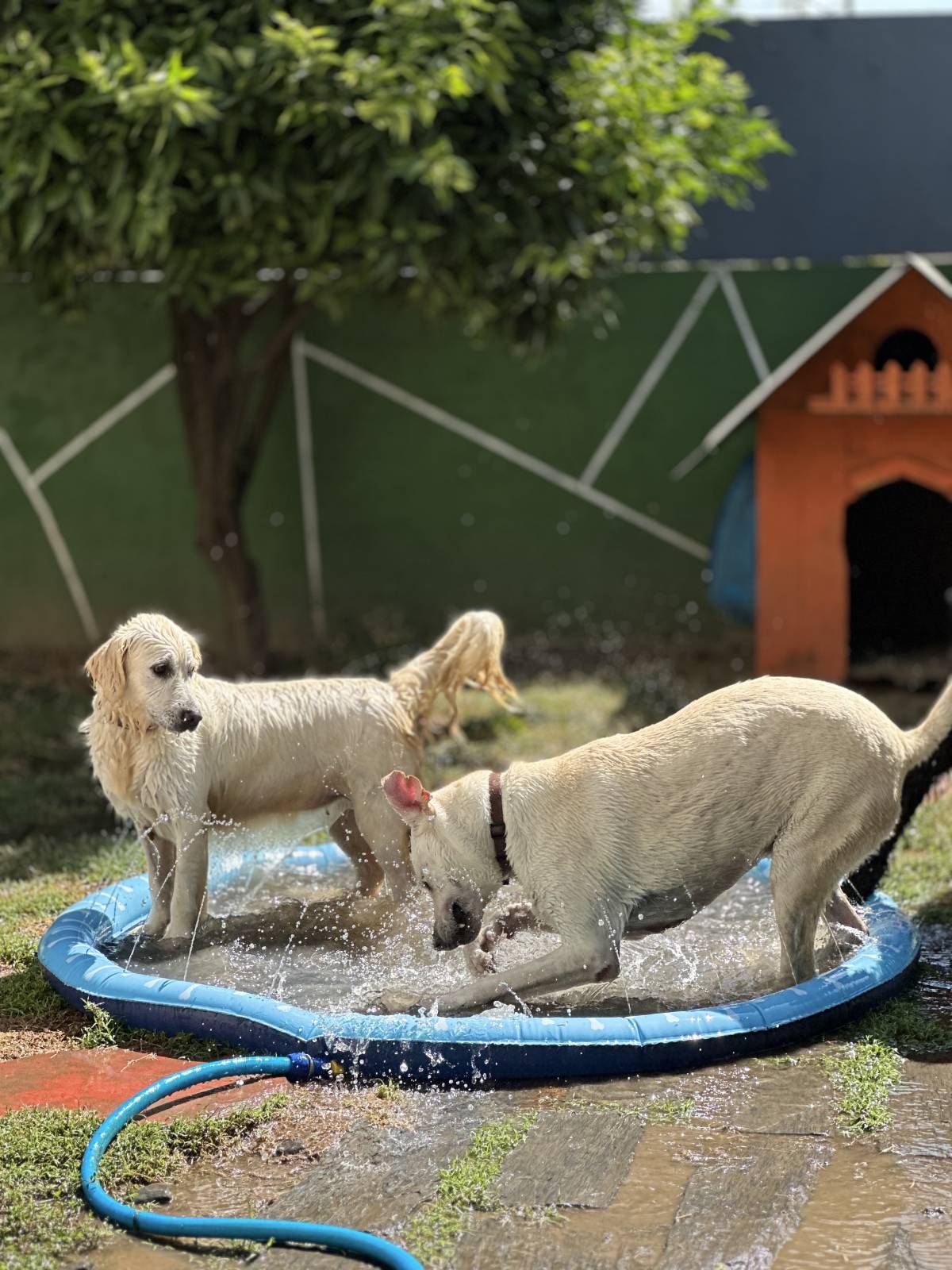Petsitter Famalicão - Vila Nova de Famalicão - Hundeausführung