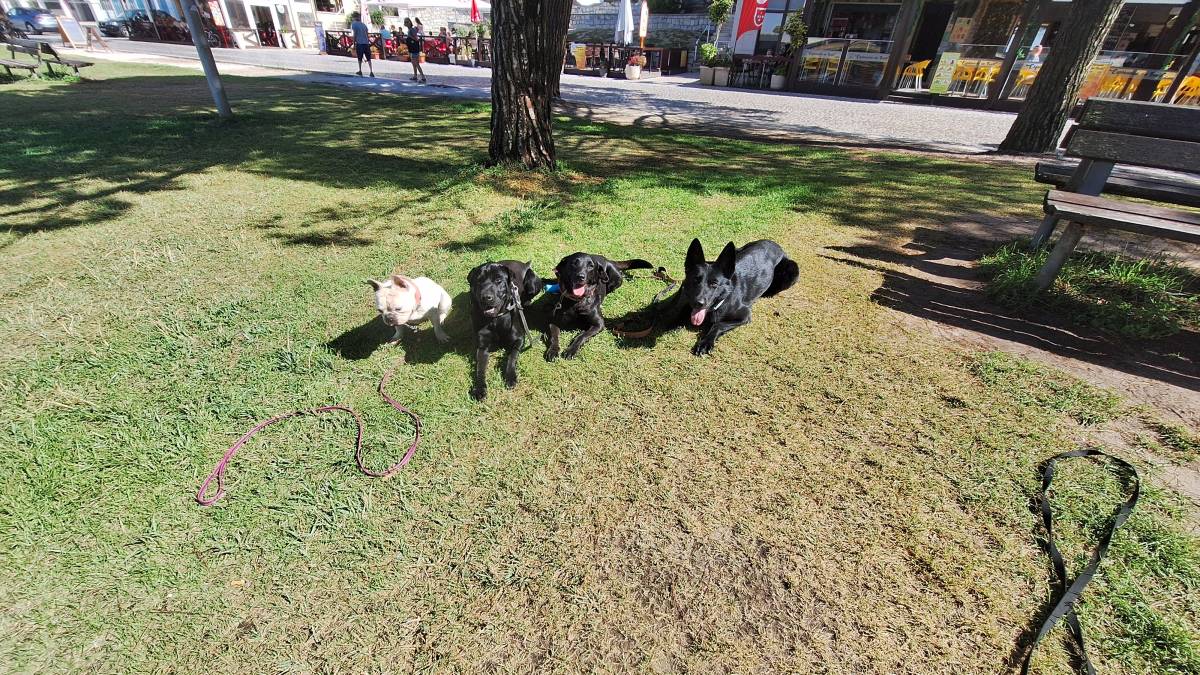Joaosilva.dogtrainer - Caldas da Rainha - Dog Sitting