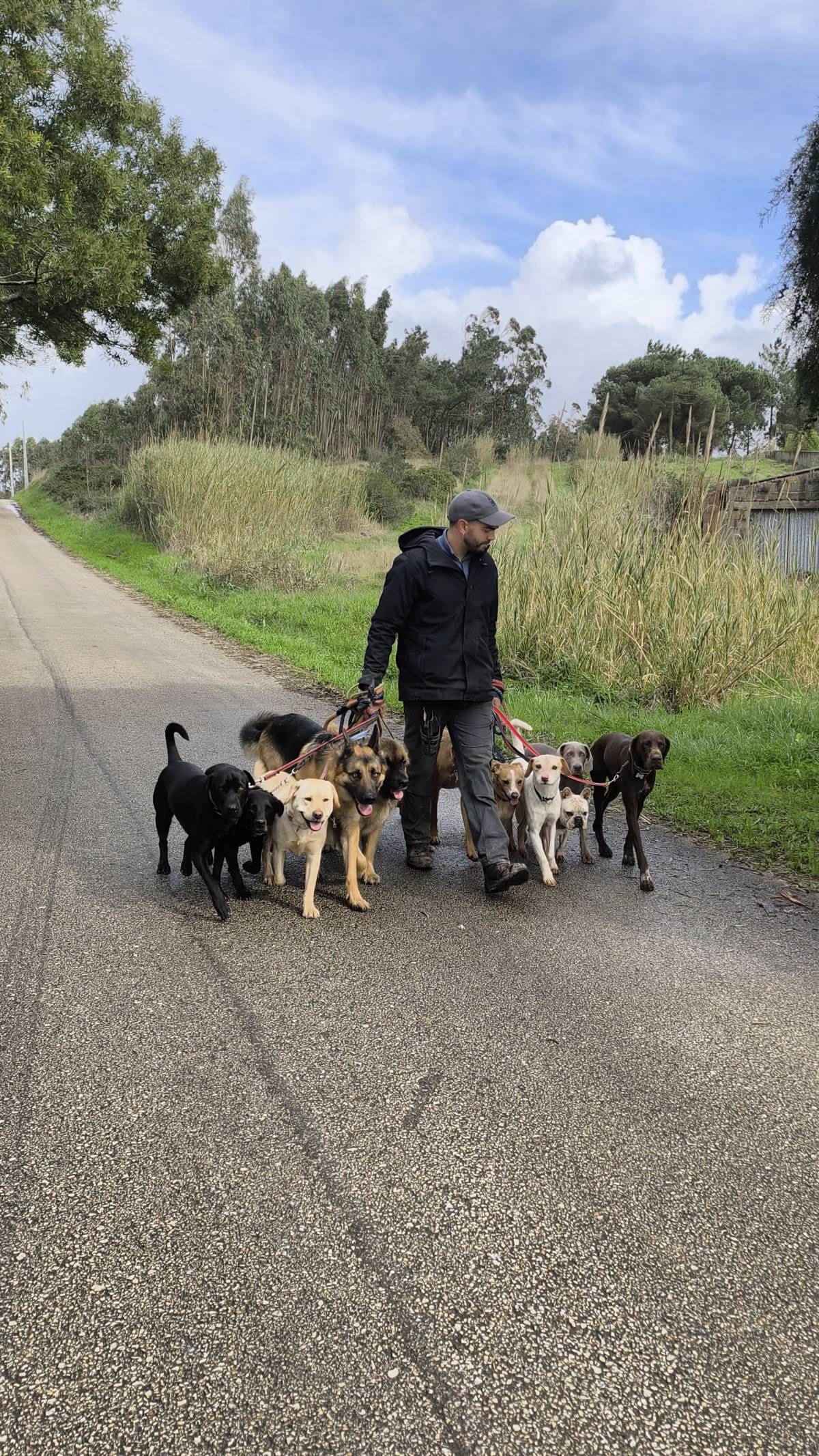 Joaosilva.dogtrainer - Caldas da Rainha - Treino de Cães - Aulas