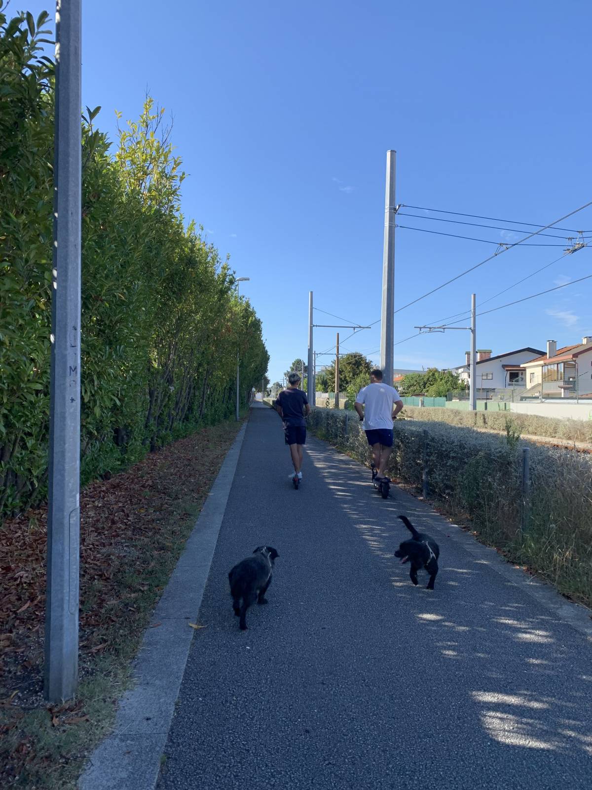 Passeios felizes - Maia - Cat Sitting