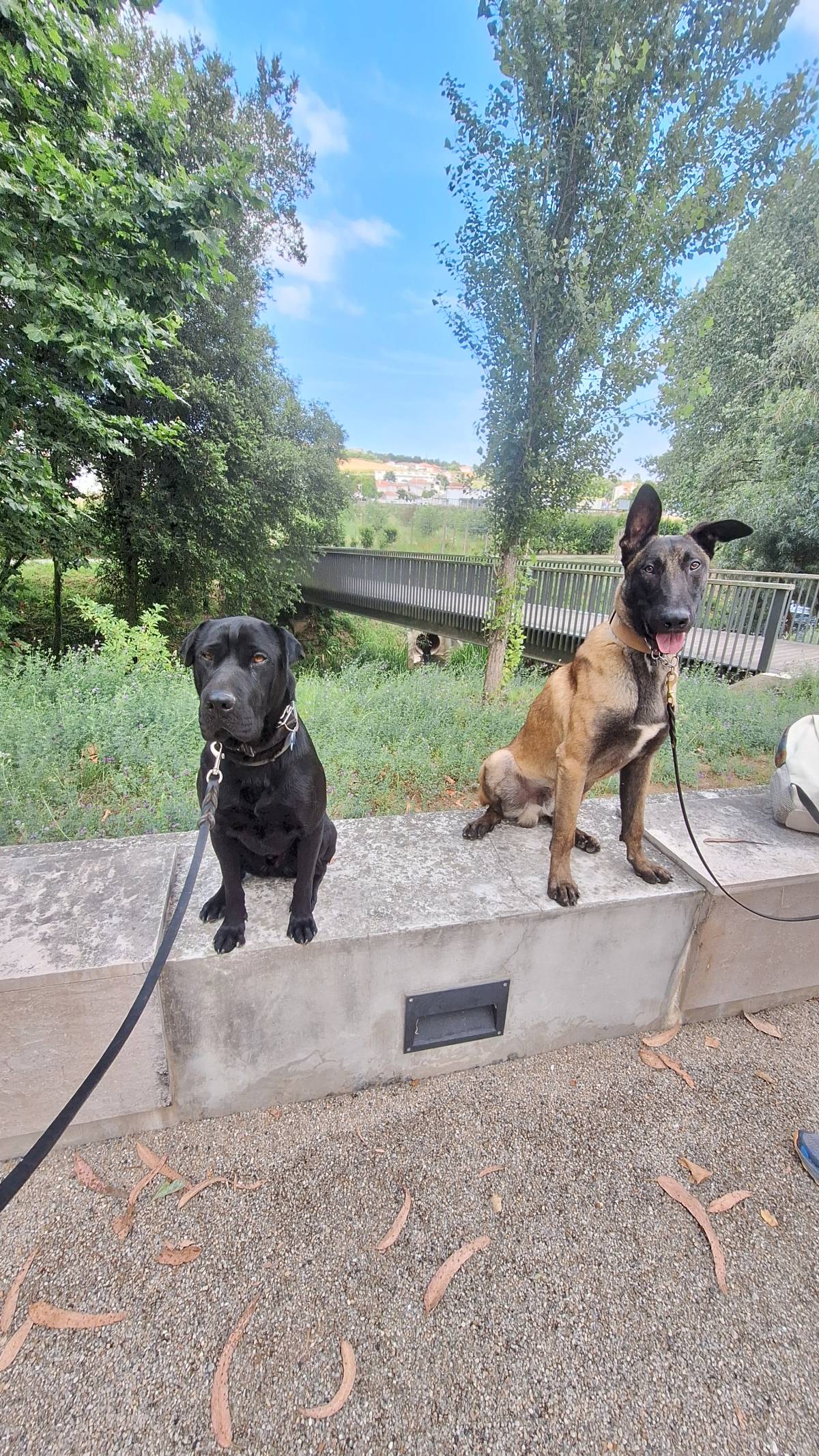 Joaosilva.dogtrainer - Caldas da Rainha - Dog Walking