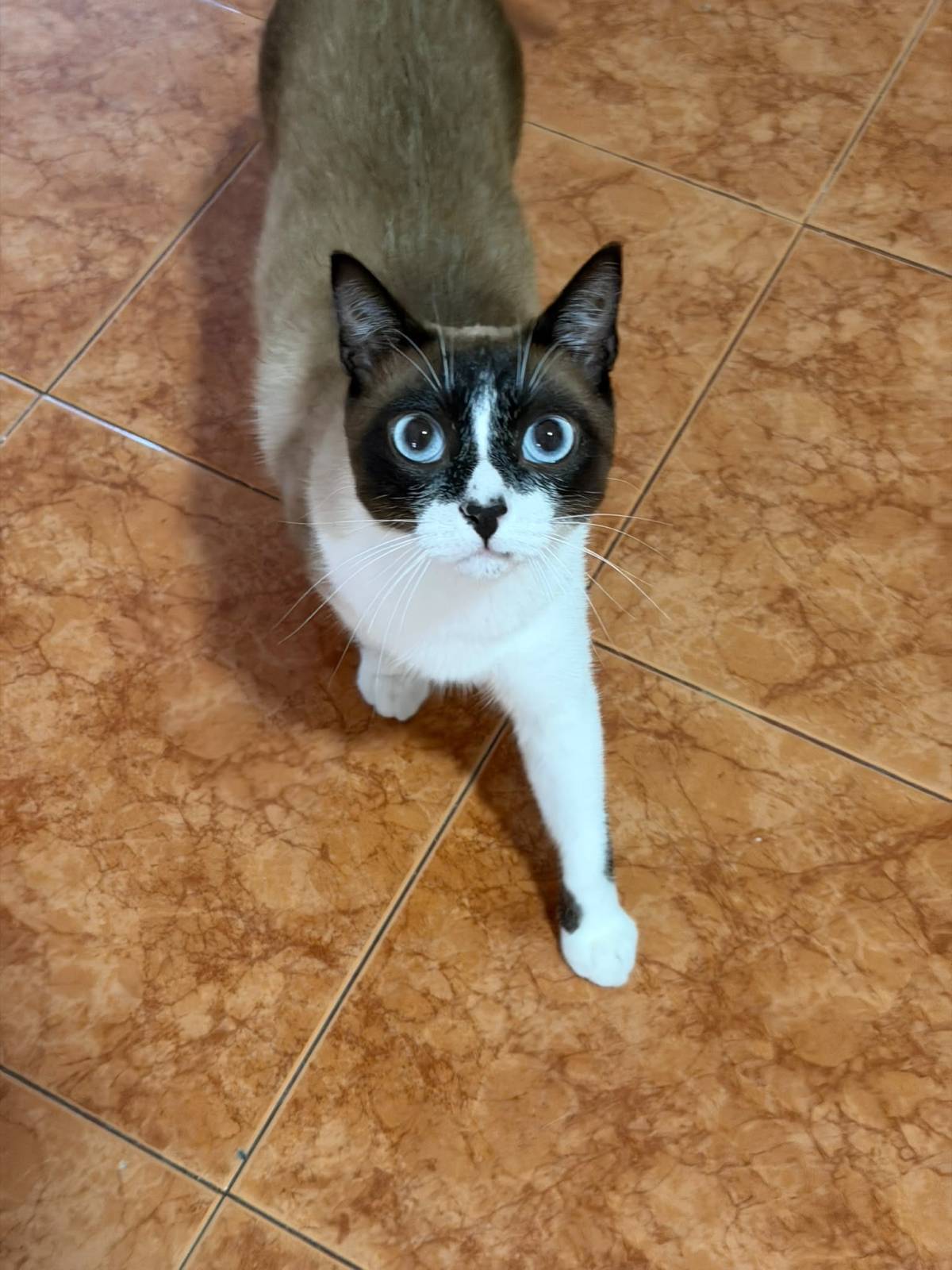Patudos e Peludos - Braga - Pet Sitting