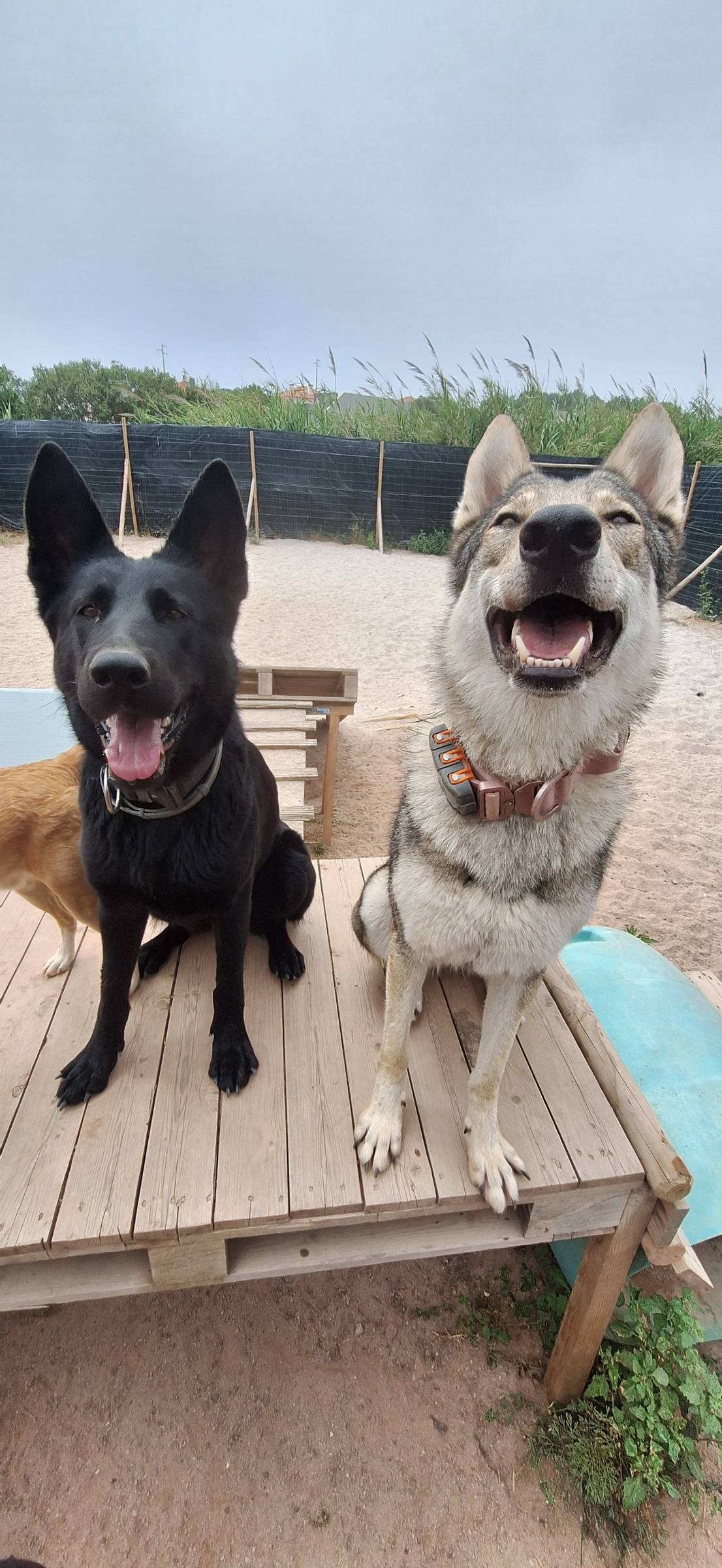 Joaosilva.dogtrainer - Caldas da Rainha - Treino de Cães - Aulas