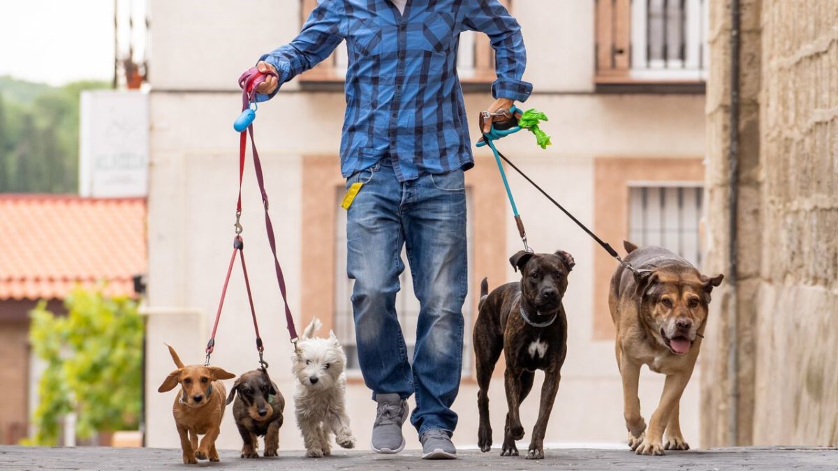 Passeamos cães - Lisboa - Dog Walking