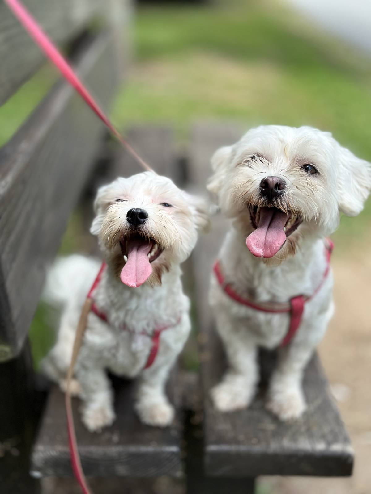 Petsitter Famalicão - Vila Nova de Famalicão - Hundepension