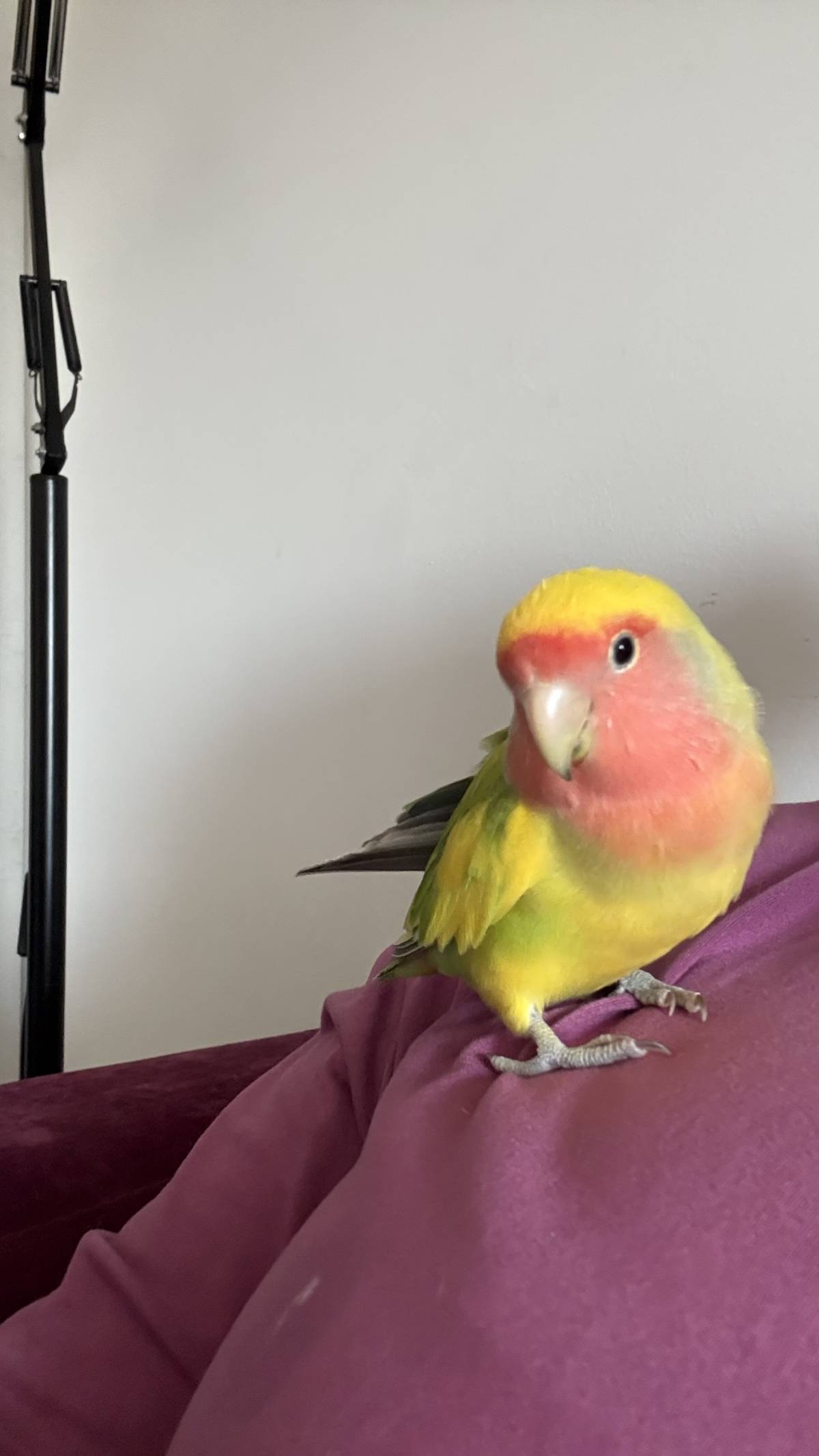 Patudos e Peludos - Braga - Pet Sitting