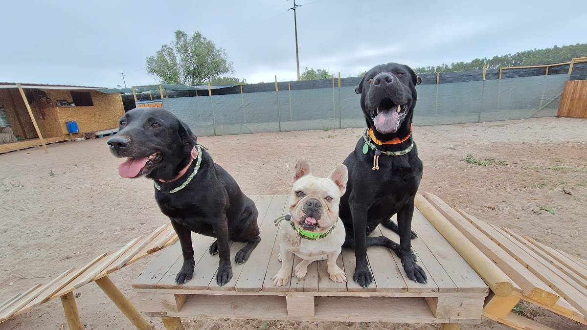 Joaosilva.dogtrainer - Caldas da Rainha - Animal Behavior Modification