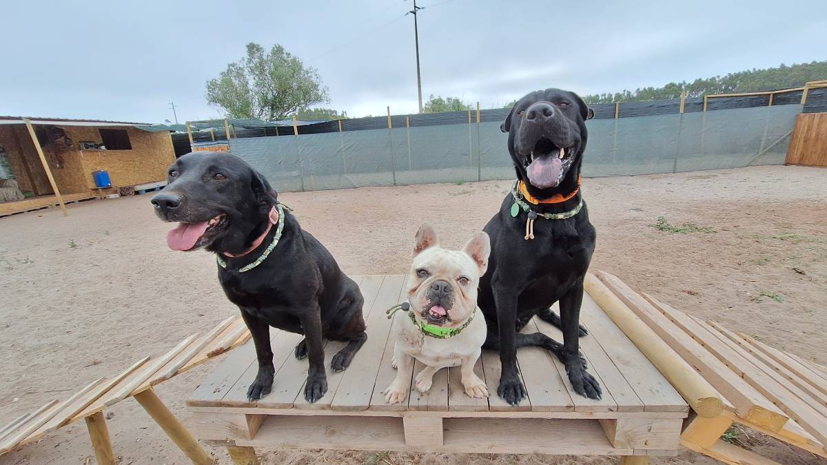 Joaosilva.dogtrainer - Caldas da Rainha - Modificação de Comportamento Animal