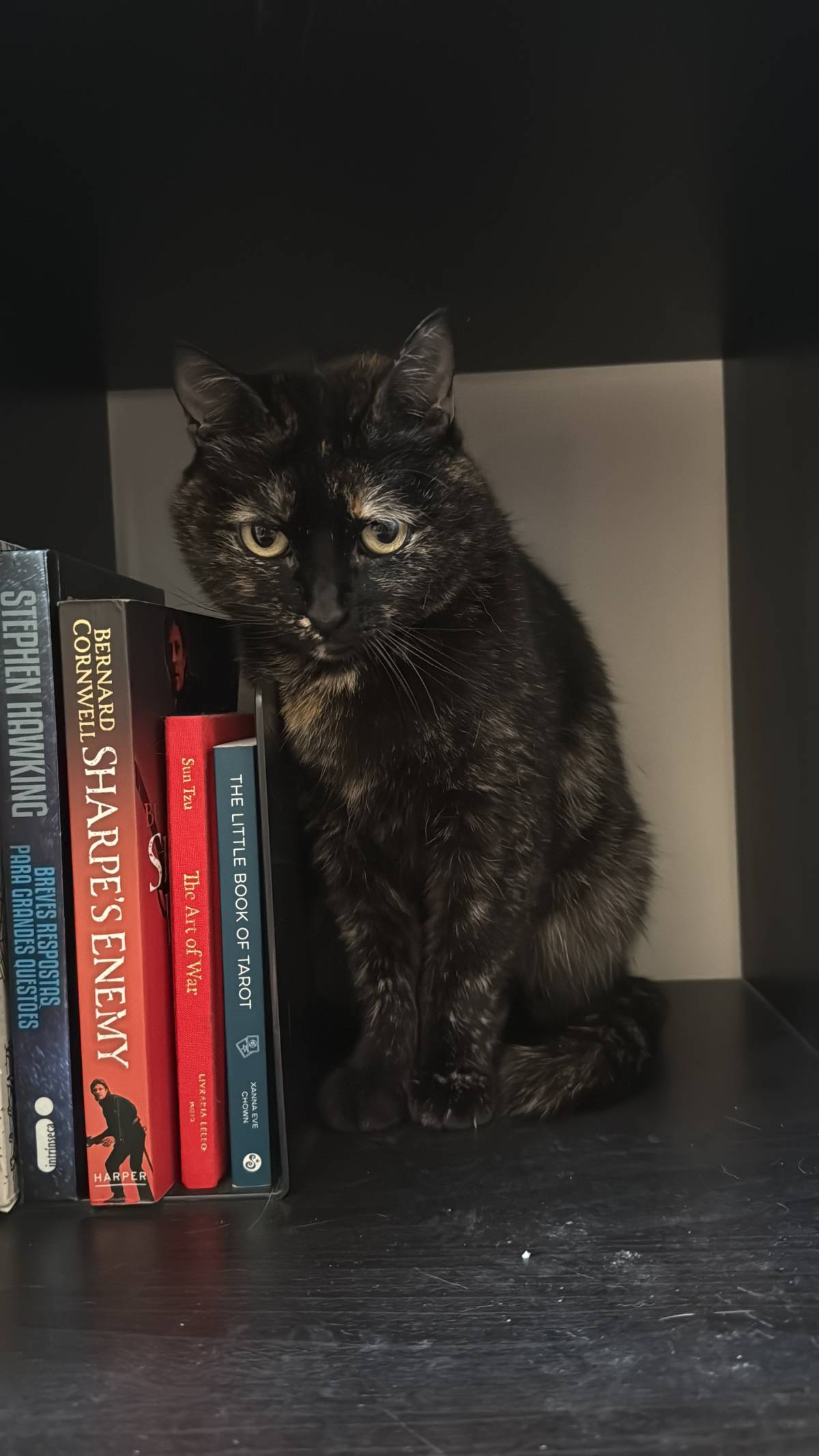 Patudos e Peludos - Braga - Cat Sitting