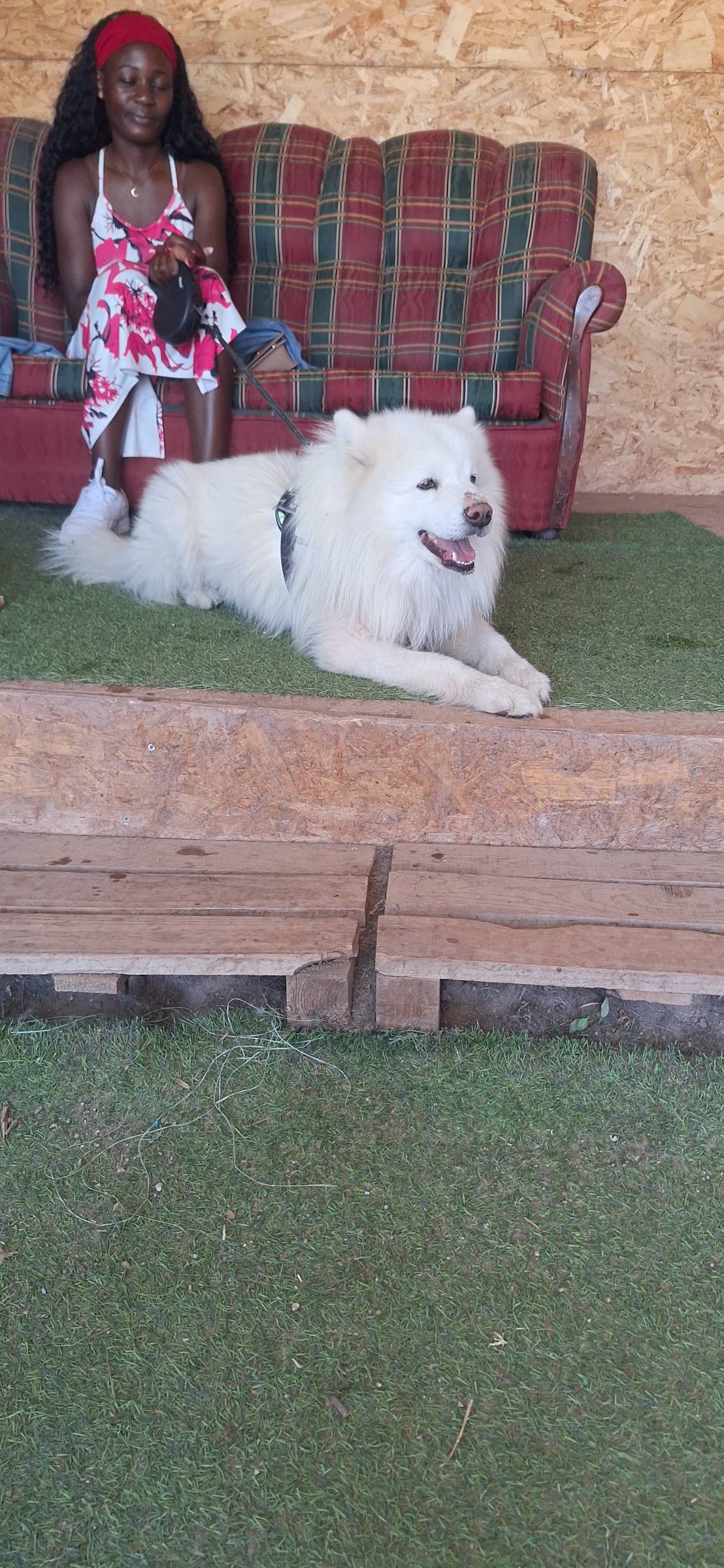 Joaosilva.dogtrainer - Caldas da Rainha - Pet Sitting e Pet Walking