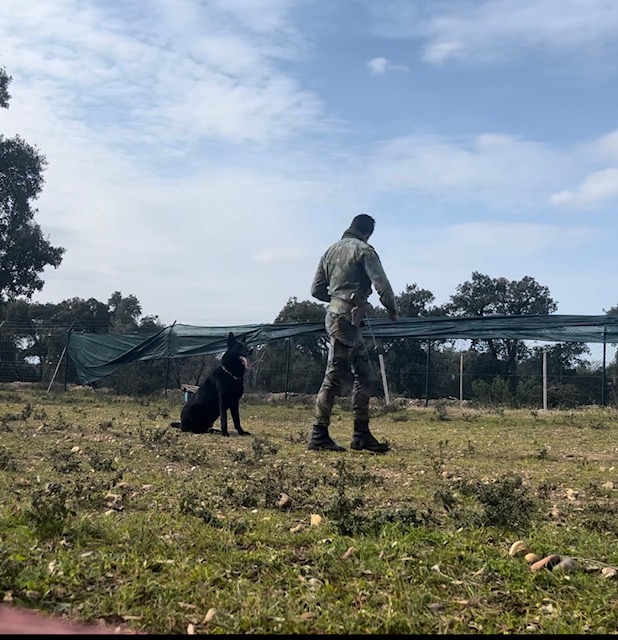 treinador de cães - Loures - Dog Training - Private Lessons
