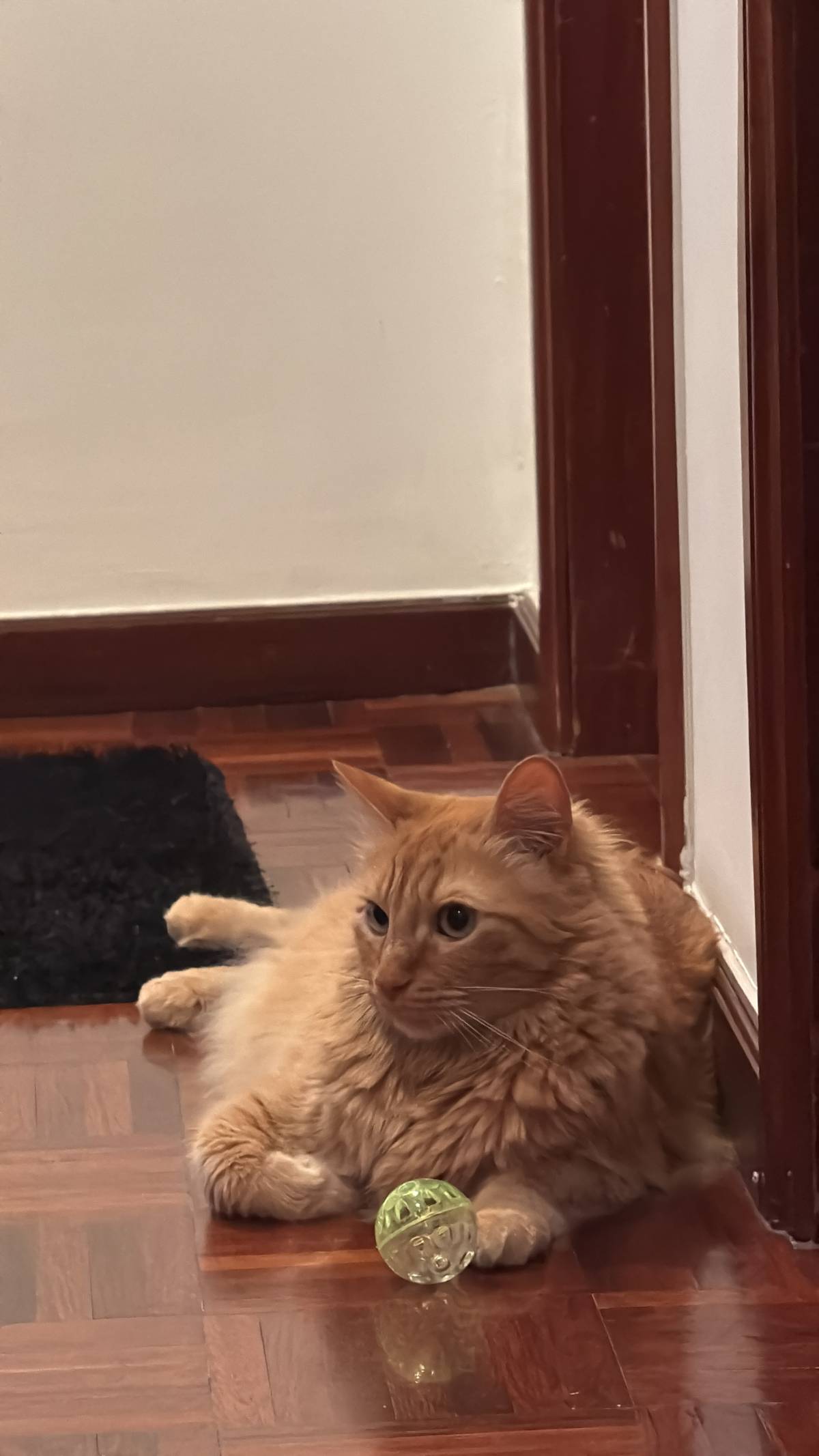 Patudos e Peludos - Braga - Pet Sitting e Pet Walking