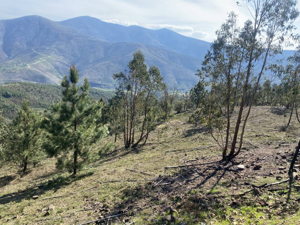 GEONACIONAL UNIPESSOAL LDA. - Torres Novas - Xeriscaping