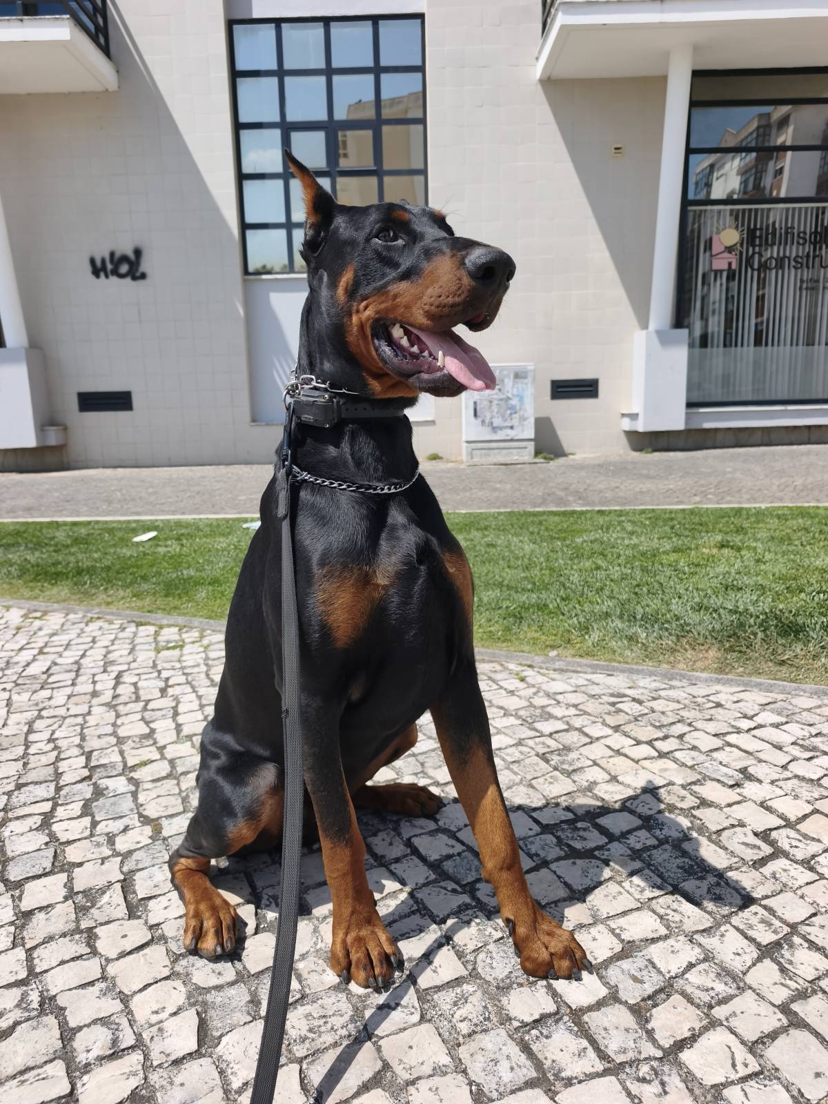 Joaosilva.dogtrainer - Caldas da Rainha - Treino de Cães - Aulas