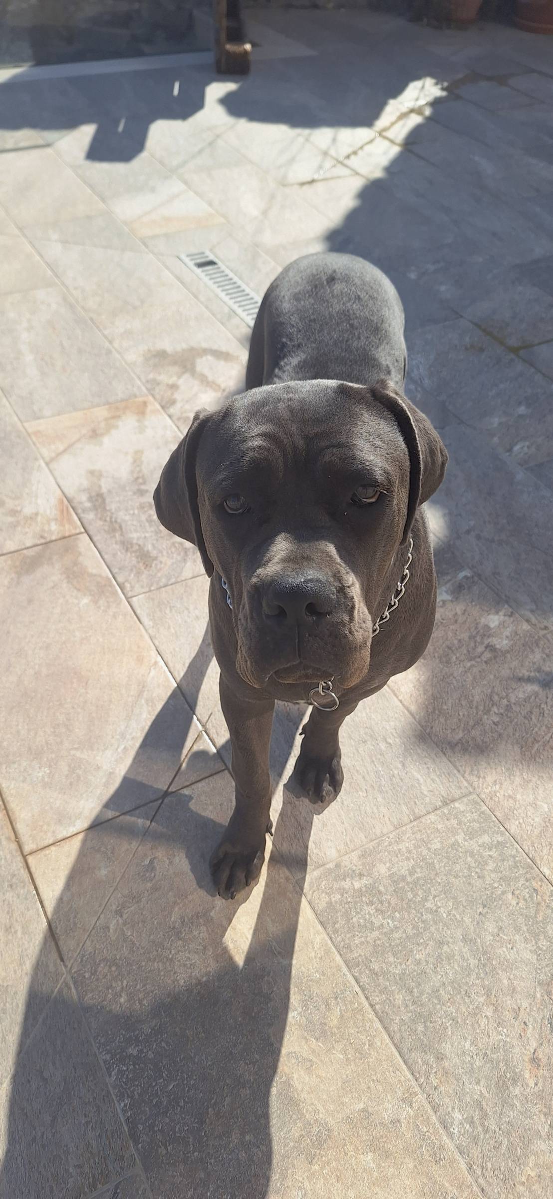 Joaosilva.dogtrainer - Caldas da Rainha - Modificação de Comportamento Animal