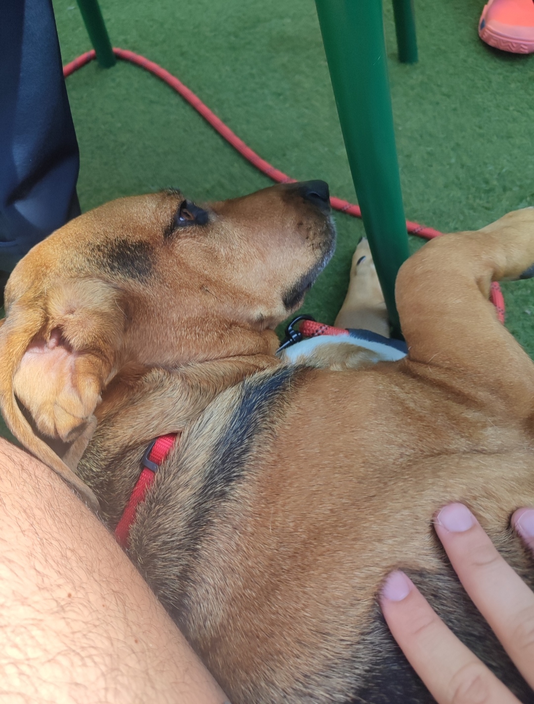 Tiago Lourenço - Vila Franca de Xira - Paseador de perros