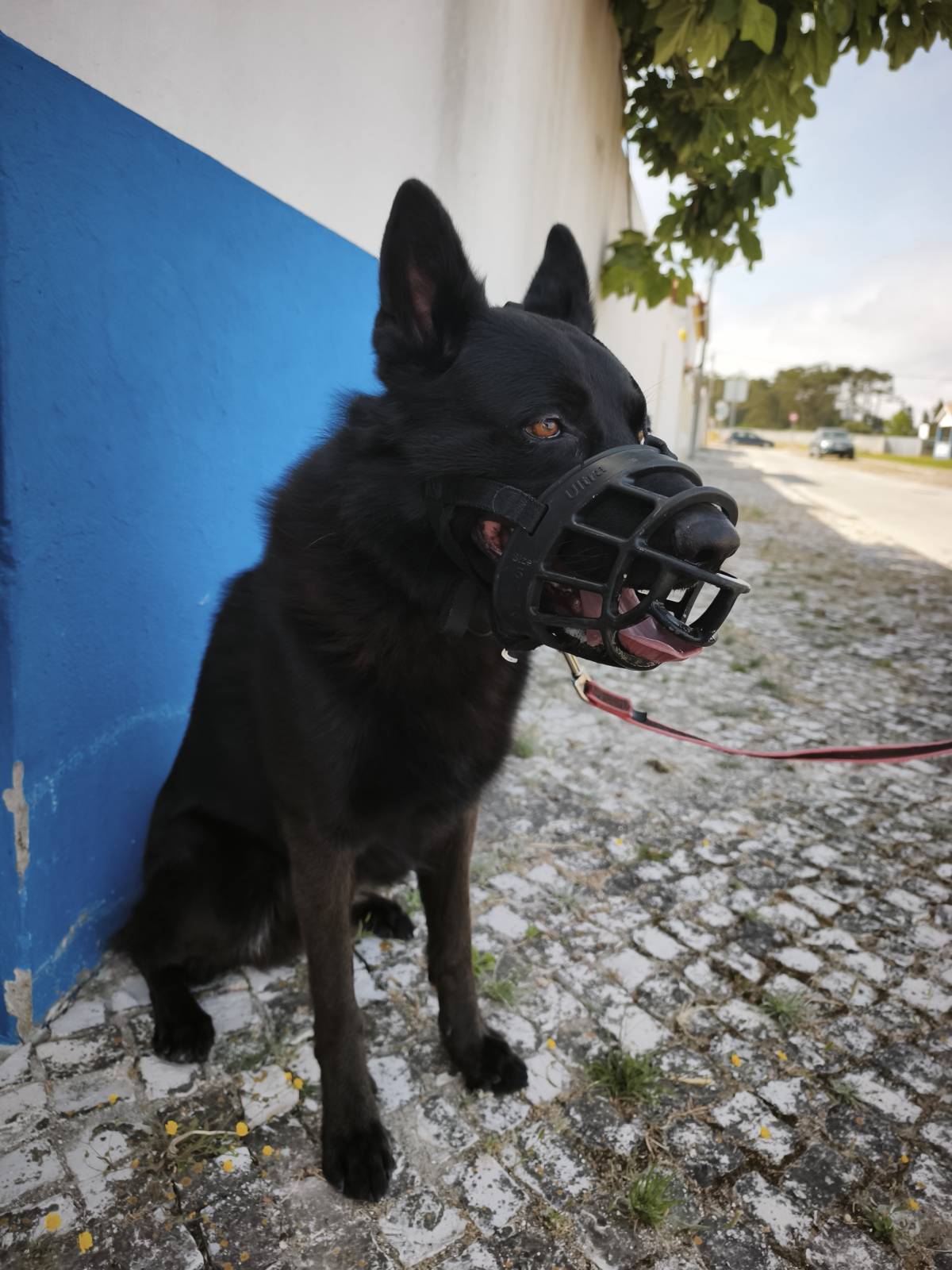 Joaosilva.dogtrainer - Caldas da Rainha - Pet Sitting