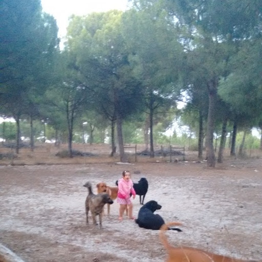 Maria Inês Milheiro - Sintra - Creche para Cães