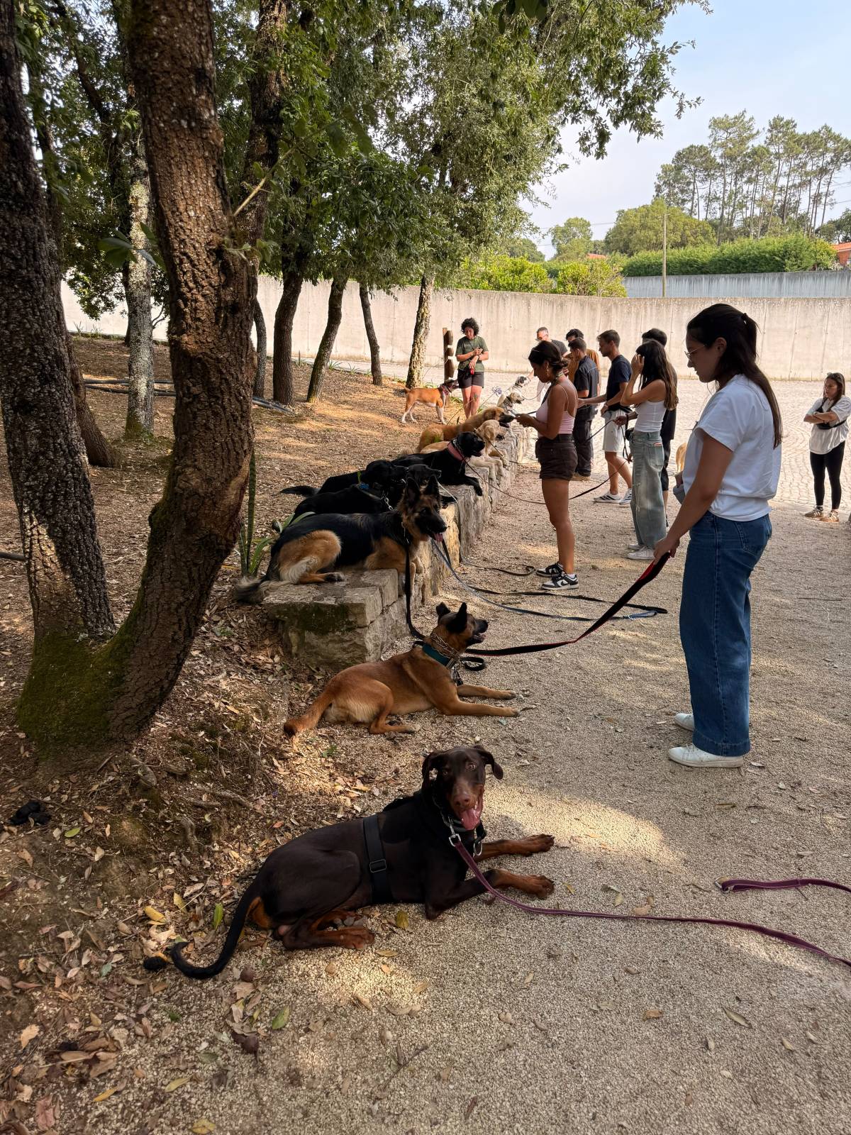Joaosilva.dogtrainer - Caldas da Rainha - Treino de Cães - Aulas
