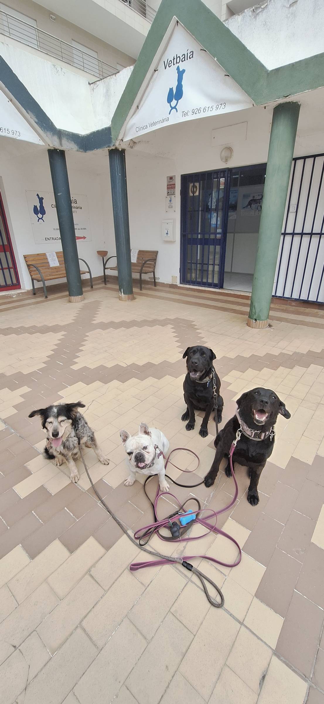 Joaosilva.dogtrainer - Caldas da Rainha - Dog Sitting