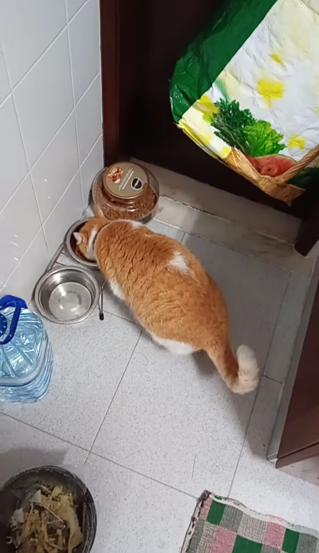 Tiago Lourenço - Vila Franca de Xira - Cuidar tus mascotas