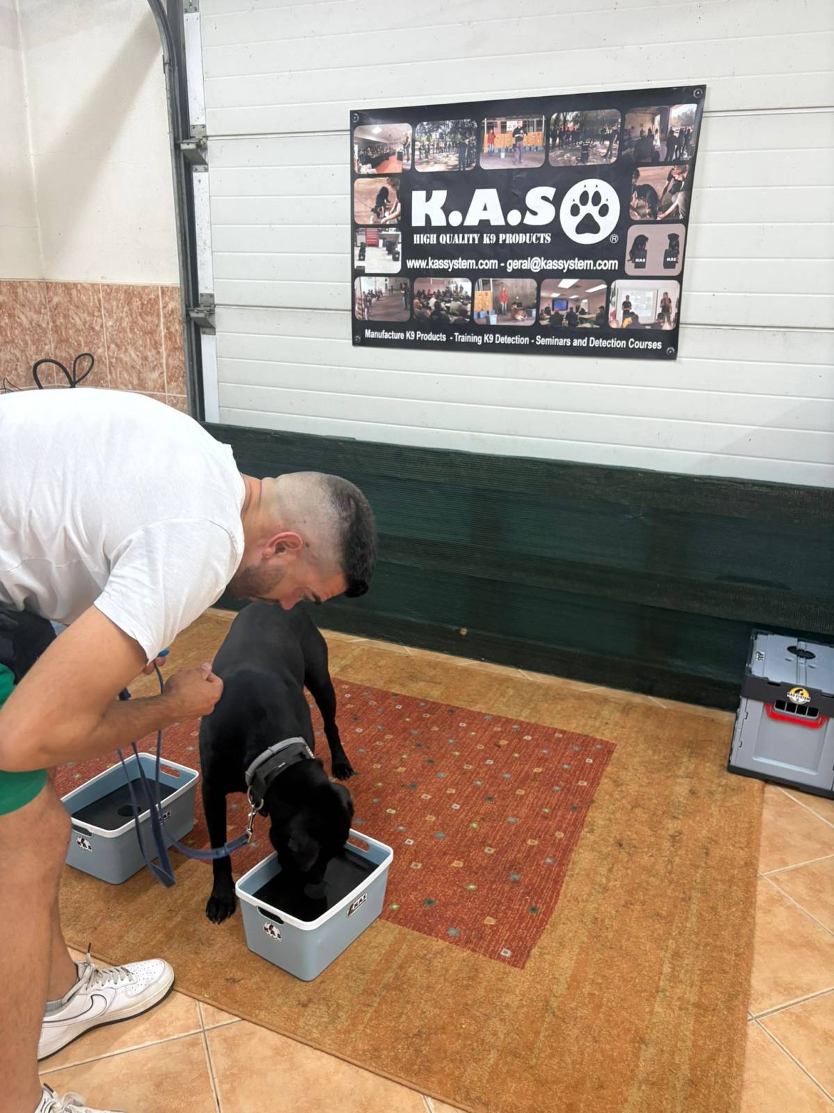 Joaosilva.dogtrainer - Caldas da Rainha - Cat Sitting
