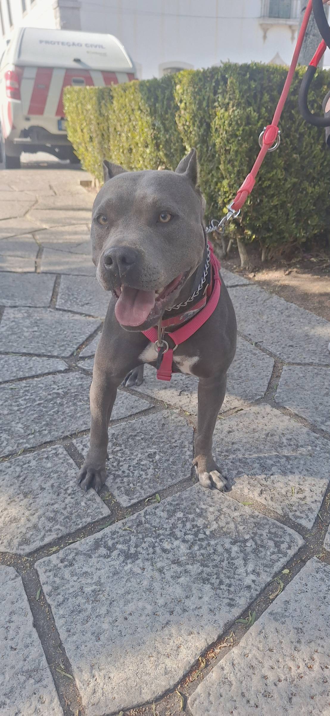 Joaosilva.dogtrainer - Caldas da Rainha - Pet Sitting e Pet Walking