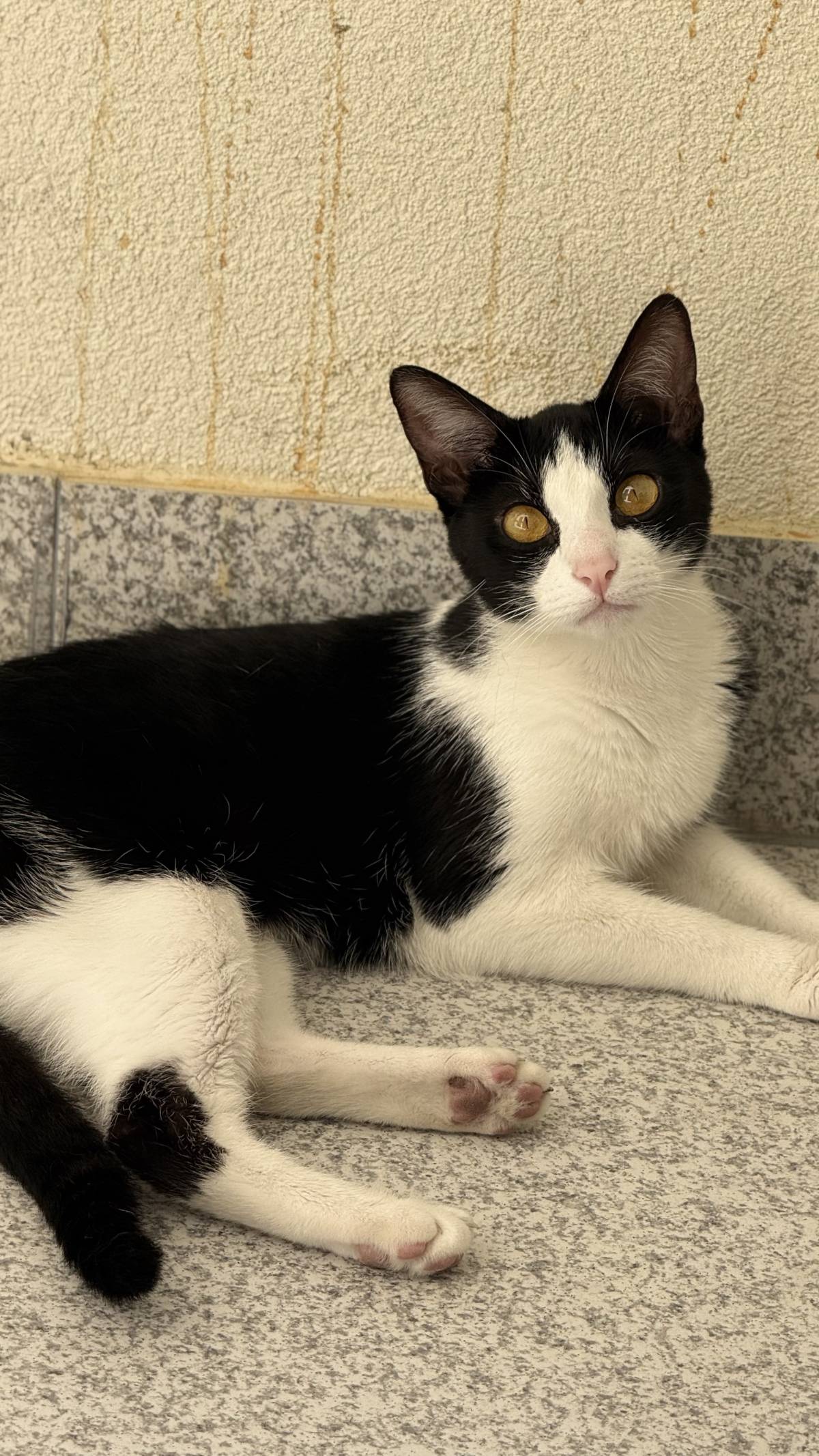 Patudos e Peludos - Braga - Cat Sitting