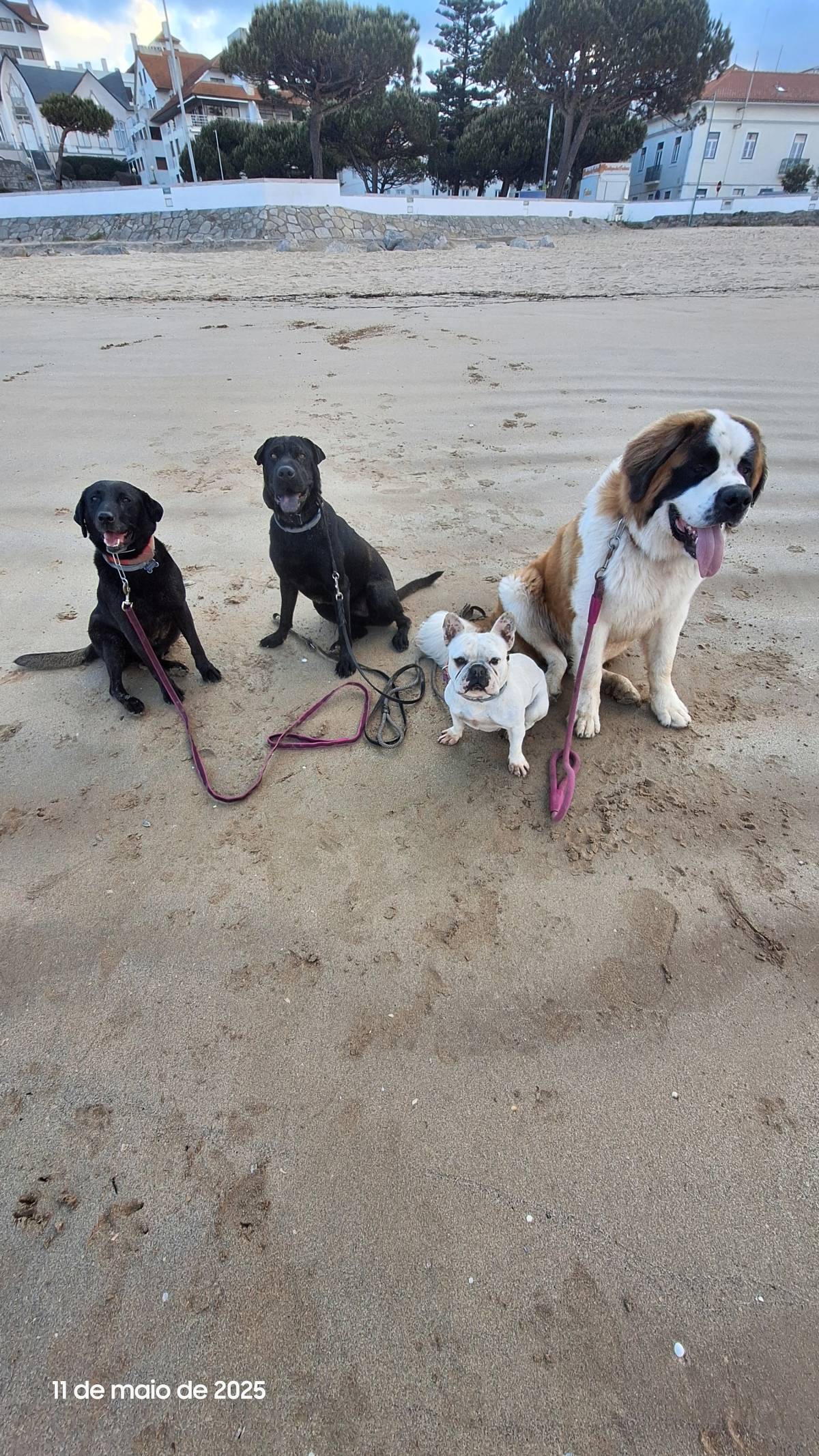 Joaosilva.dogtrainer - Caldas da Rainha - Dog Walking
