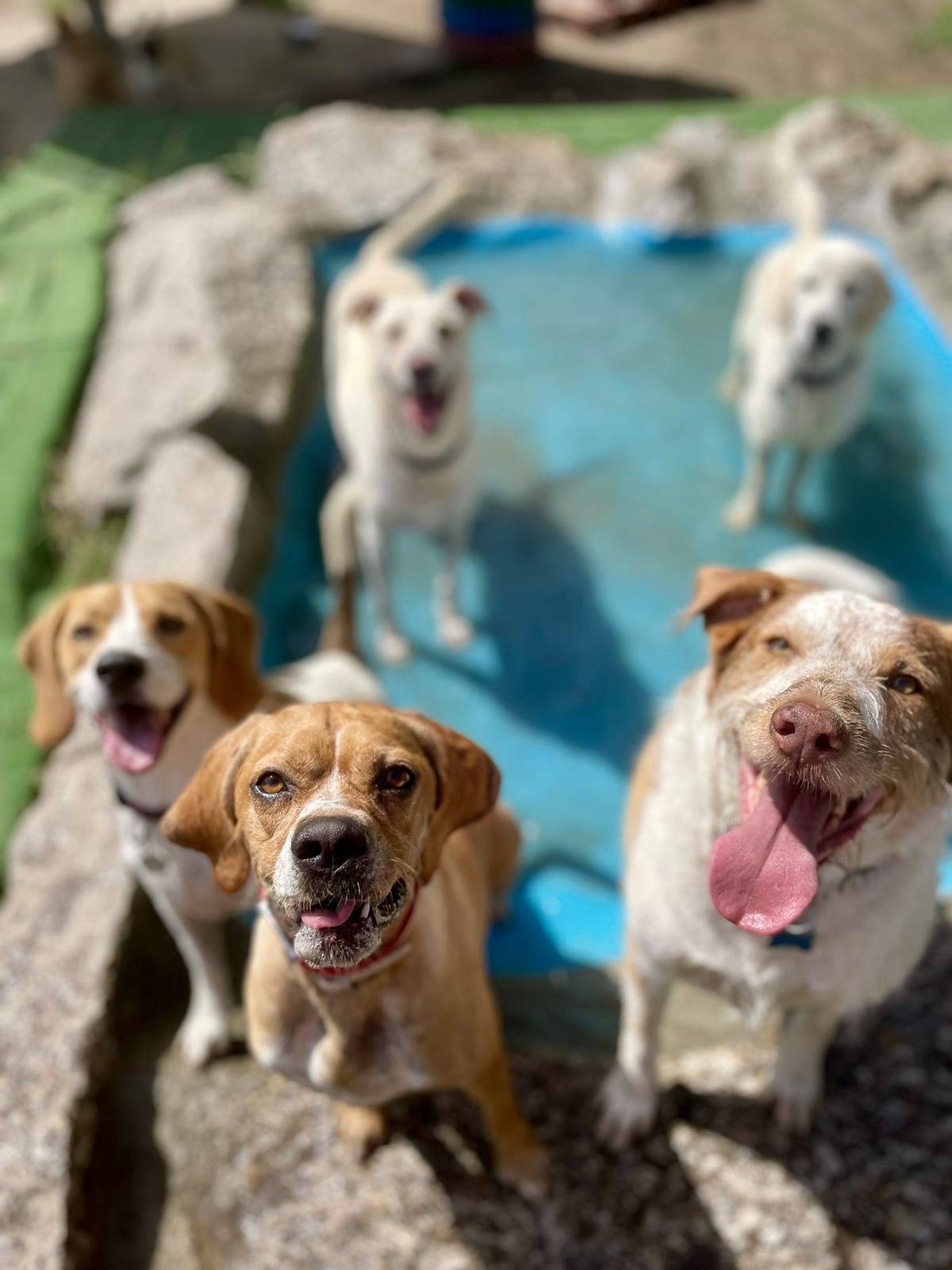 Petsitter Famalicão - Vila Nova de Famalicão - Haustierbetreuung