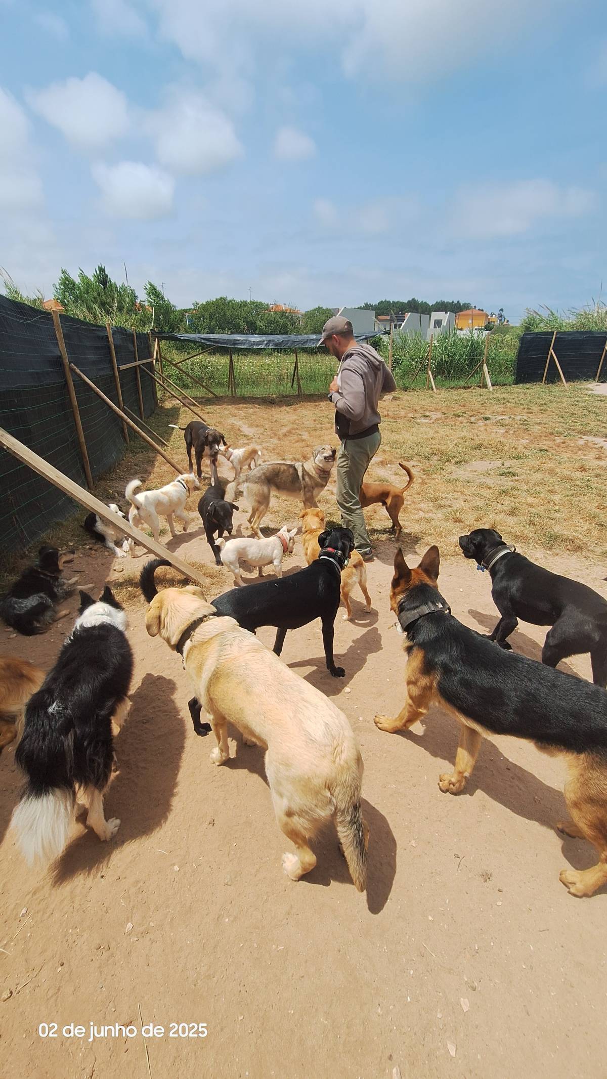 Joaosilva.dogtrainer - Caldas da Rainha - Dog Walking