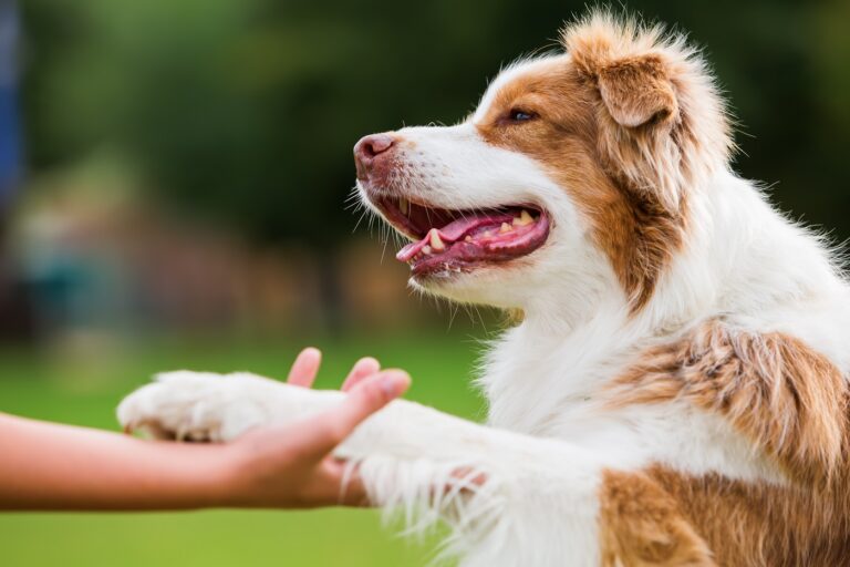 Dog Walkers.pt (Joyce Citty) - Braga - Dog Sitting