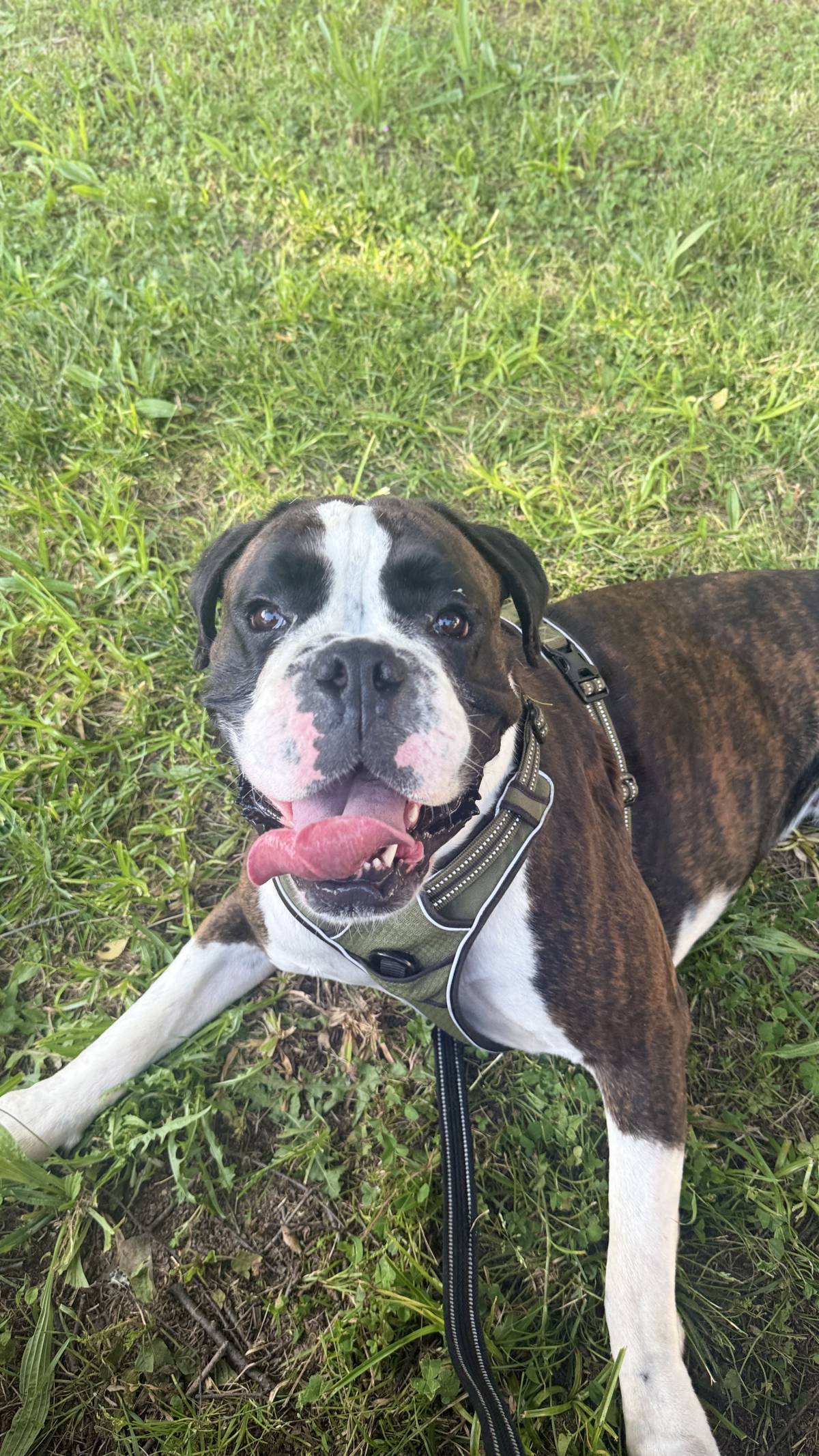 Patudos e Peludos - Braga - Dog Sitting