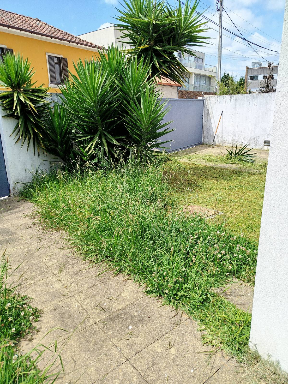 Servicos de limpezas e servicos domésticos - Vila do Conde - Shrub Removal