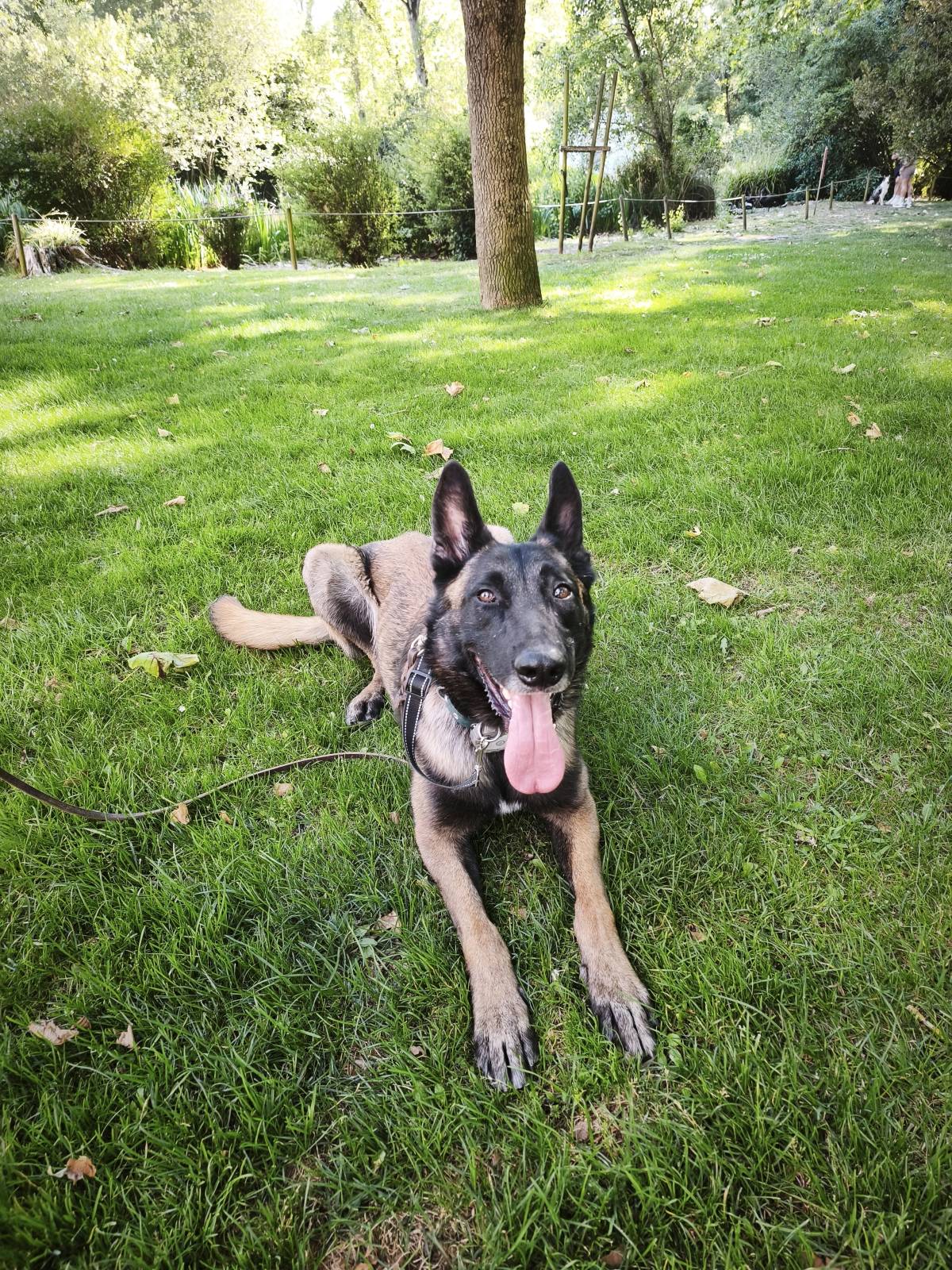 Joaosilva.dogtrainer - Caldas da Rainha - Dog Walking