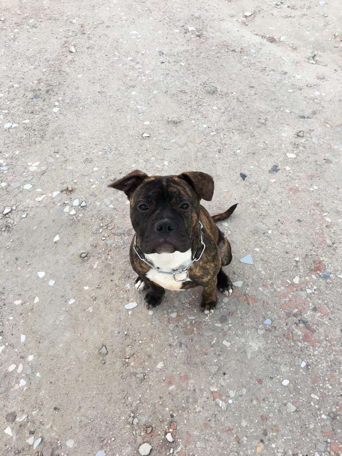 treinador de cães - Abrantes - Treino Animal e Modificação Comportamental (Não-canino)