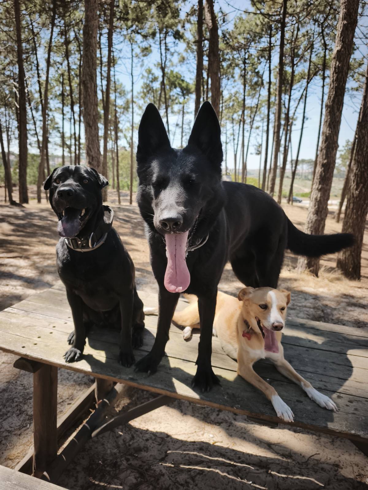Joaosilva.dogtrainer - Caldas da Rainha - Cat Sitting