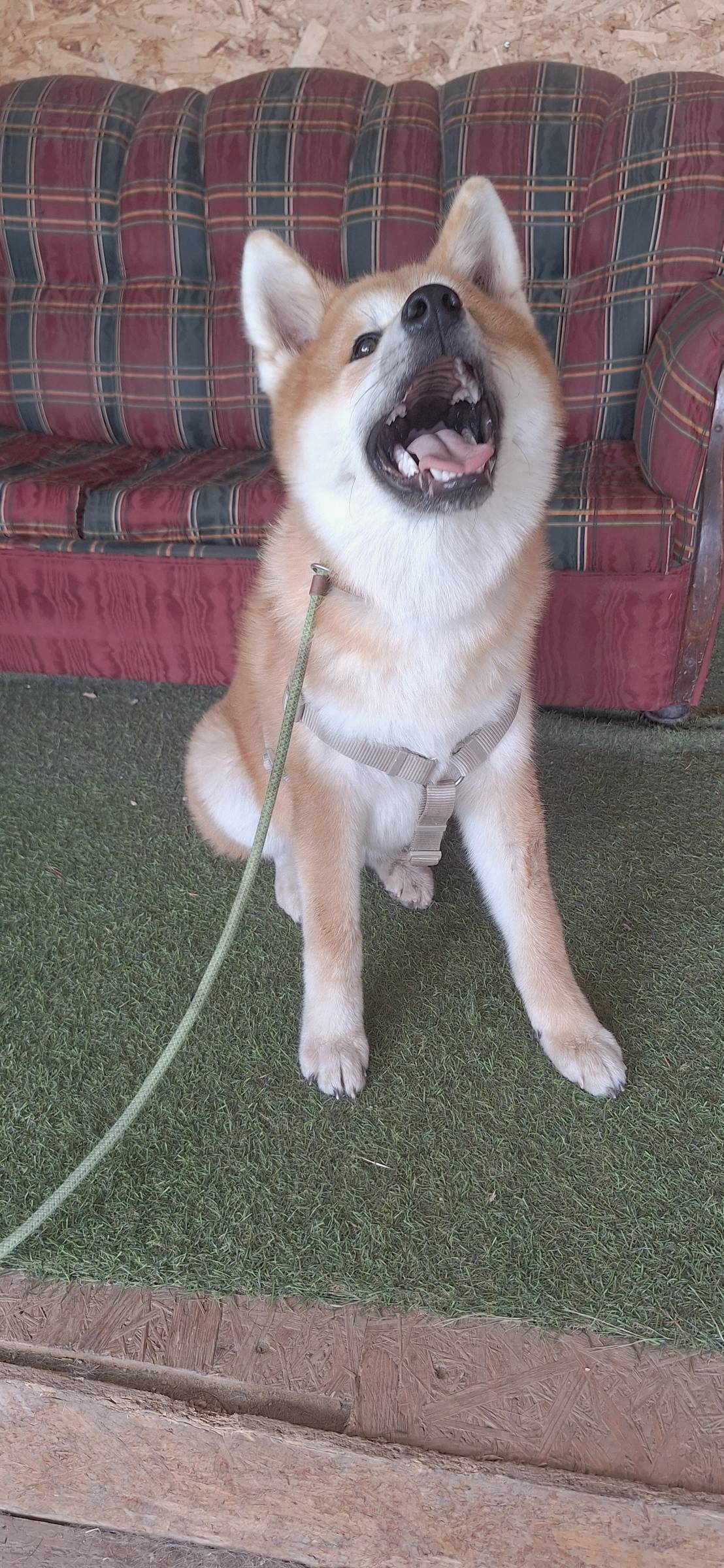 Joaosilva.dogtrainer - Caldas da Rainha - Cat Sitting